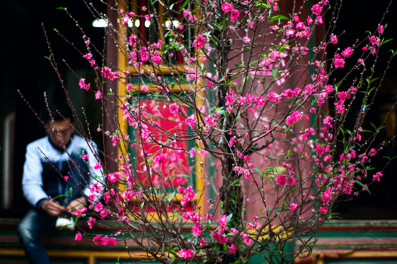 ZEISS Planar T* 50mm F1.4 sample photo