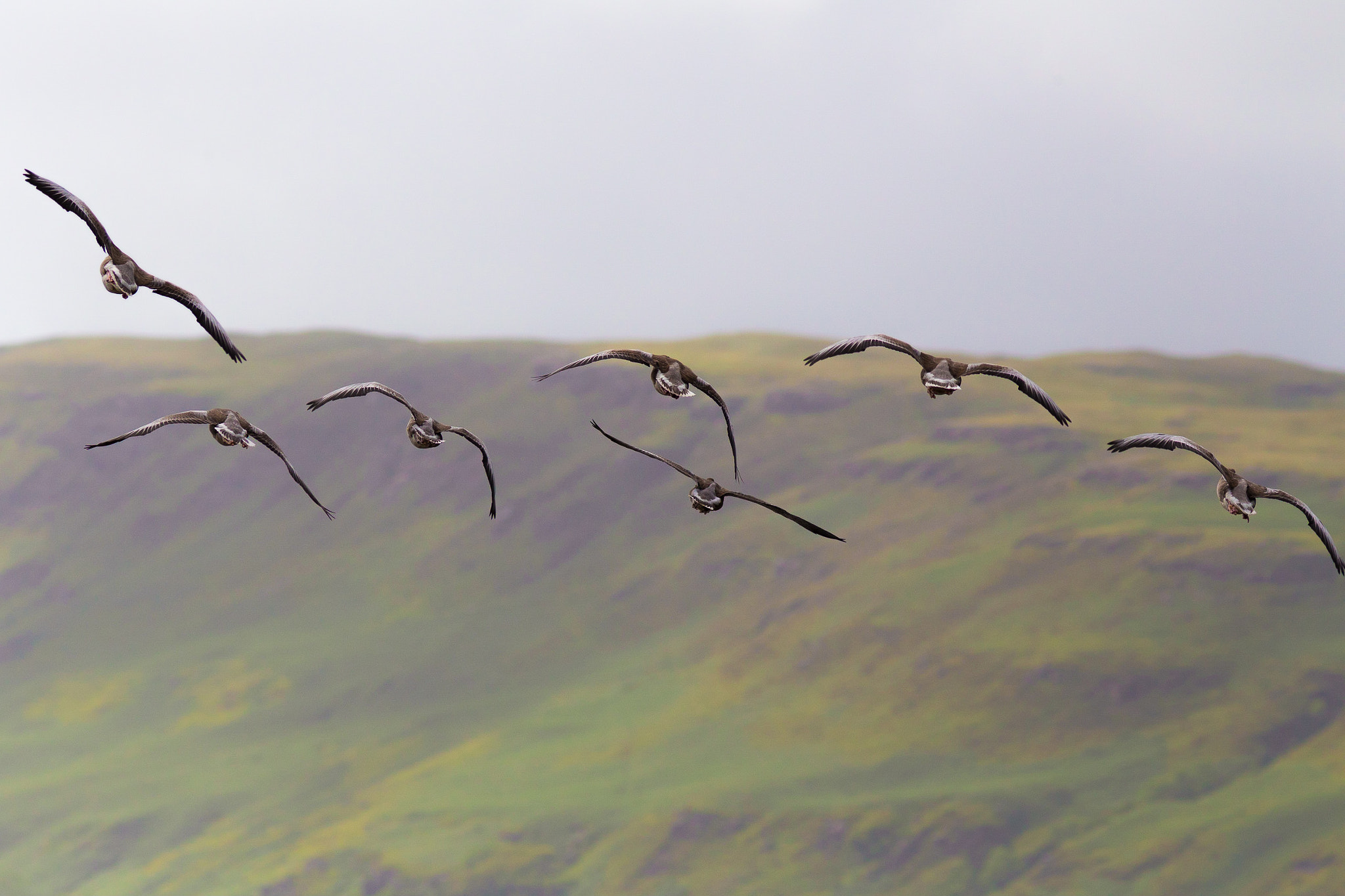 Canon EF 300mm F4L IS USM sample photo. Formation photography