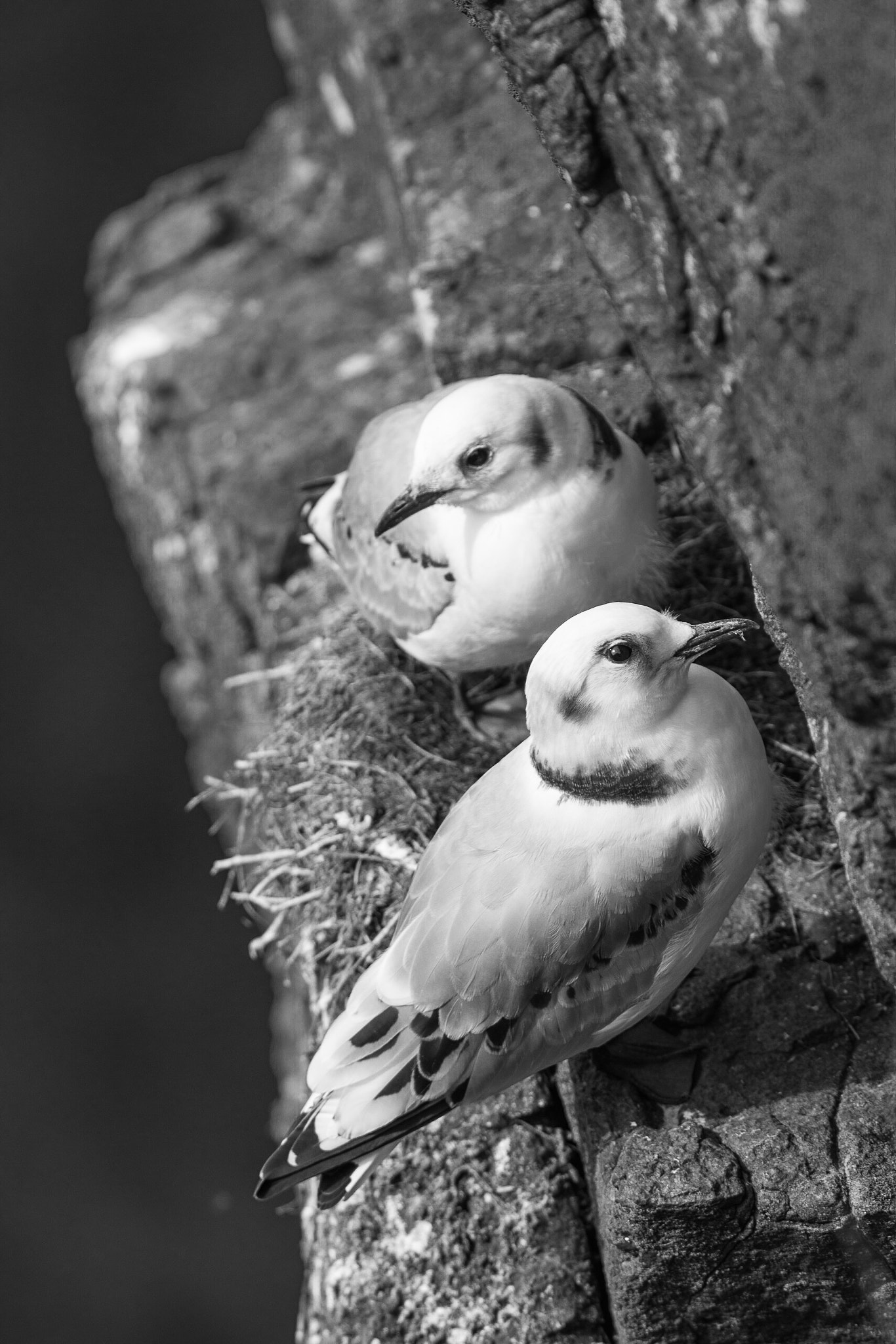 Canon EF 300mm F4L IS USM sample photo. Precarious photography