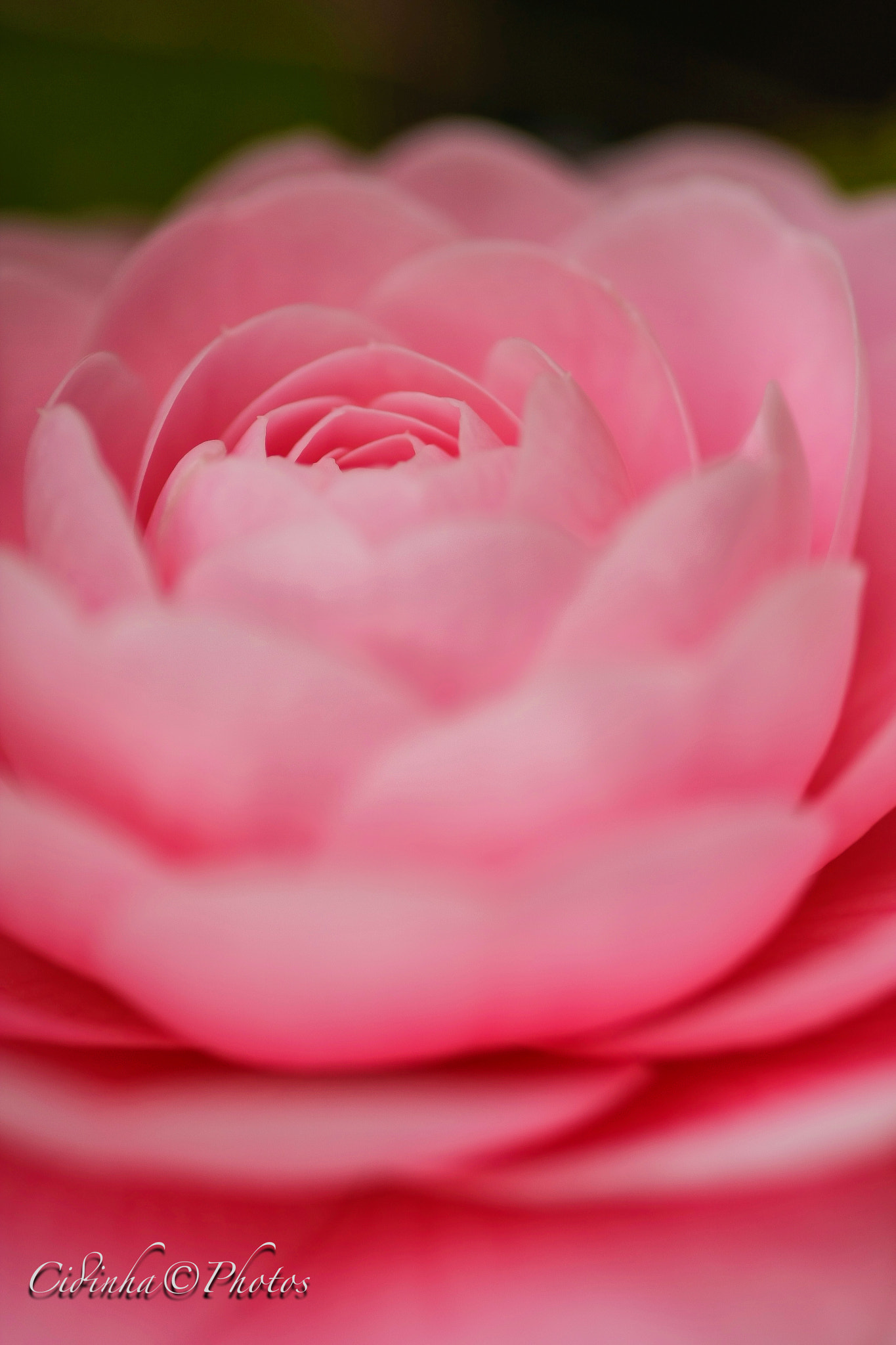 Tamron SP AF 90mm F2.8 Di Macro sample photo. Rose photography