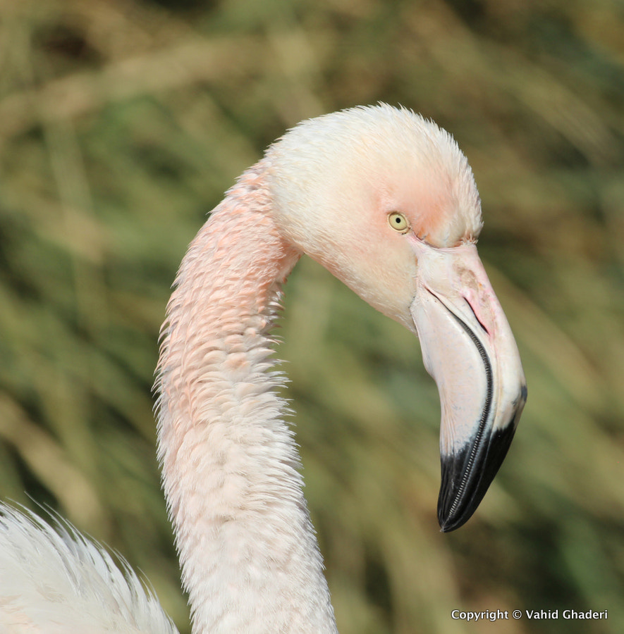 Canon EF 100-400mm F4.5-5.6L IS II USM sample photo. Flamingo photography