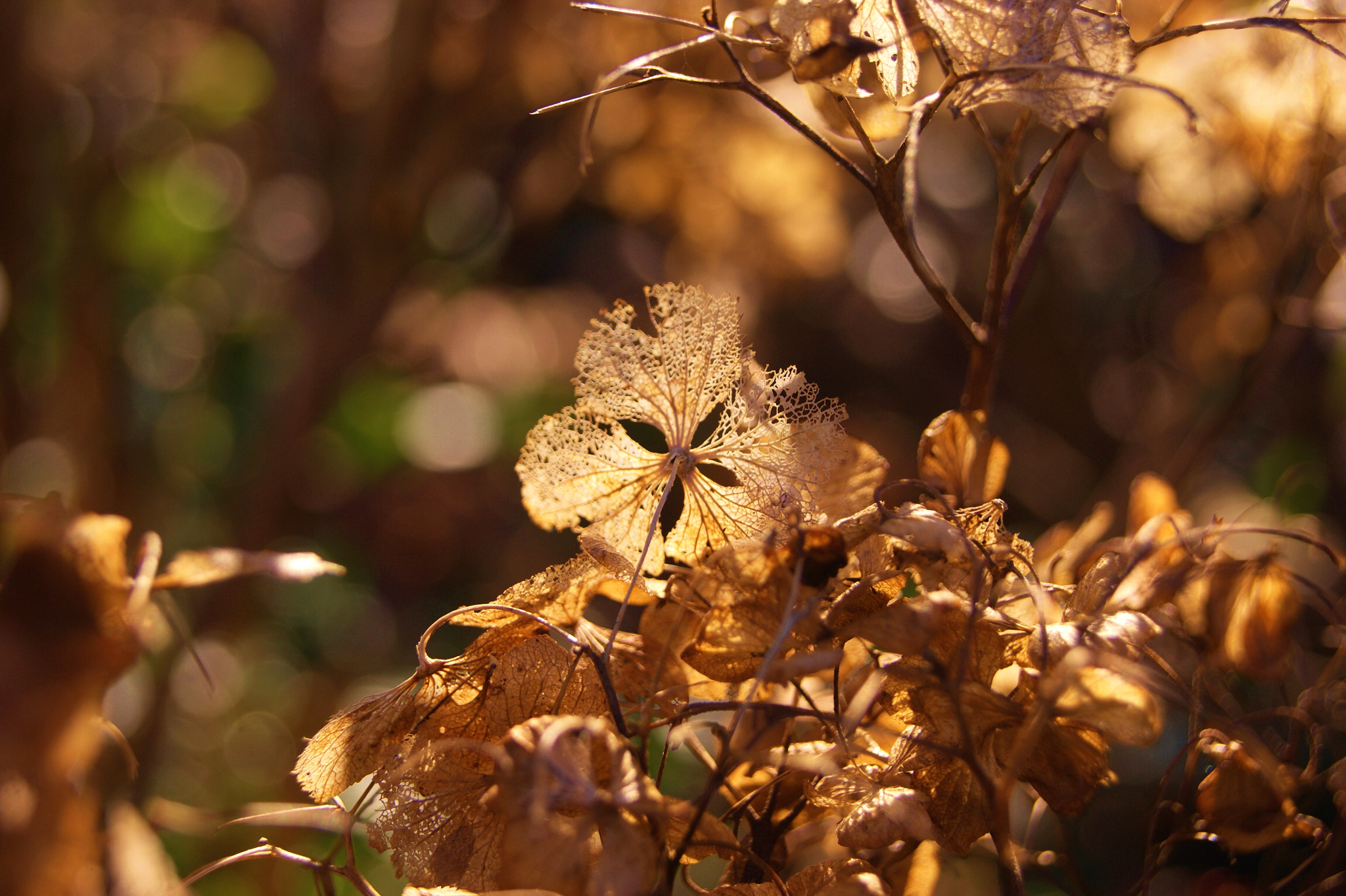 A golden spot light .....