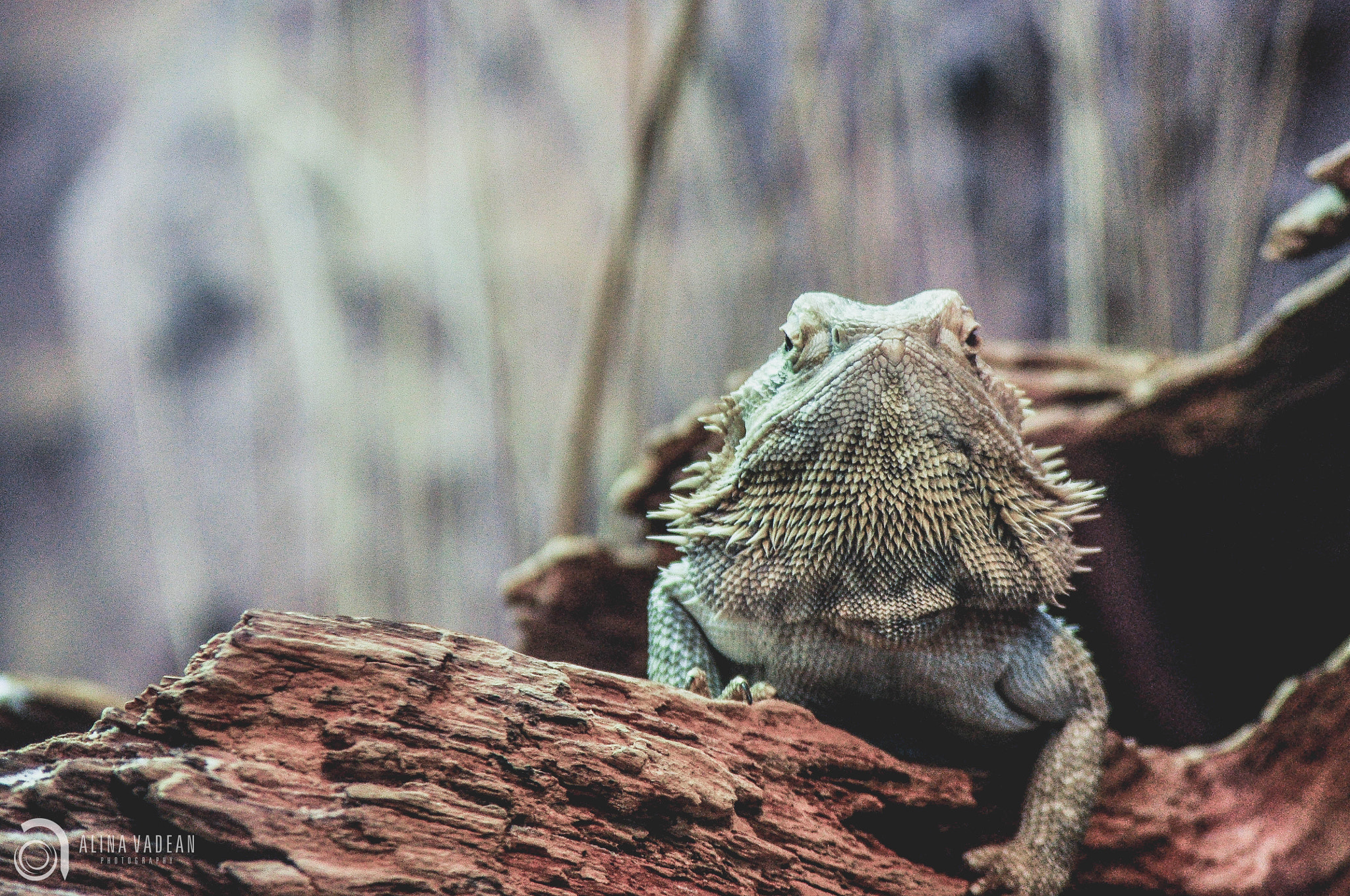 AF Zoom-Nikkor 80-200mm f/4.5-5.6D sample photo. Focus photography
