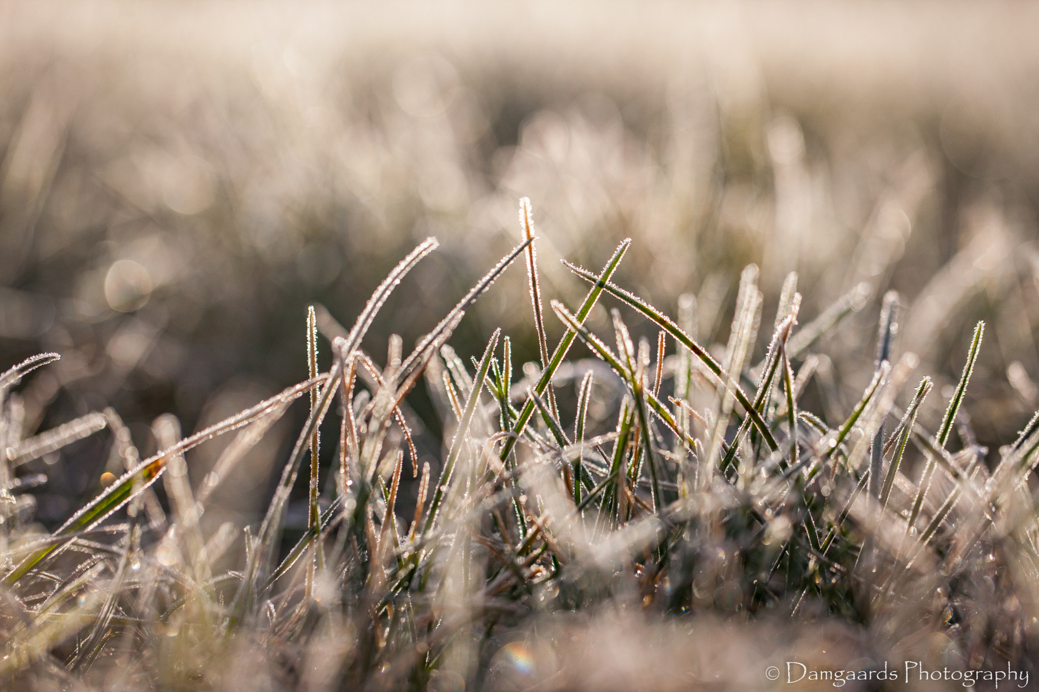 Canon EOS-1Ds Mark III sample photo. Frozen garden photography