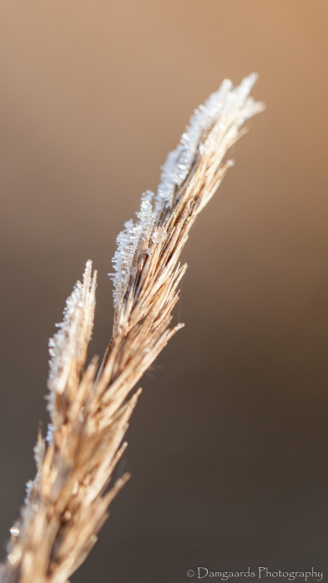 Canon EOS-1Ds Mark III sample photo. Frozen garden photography