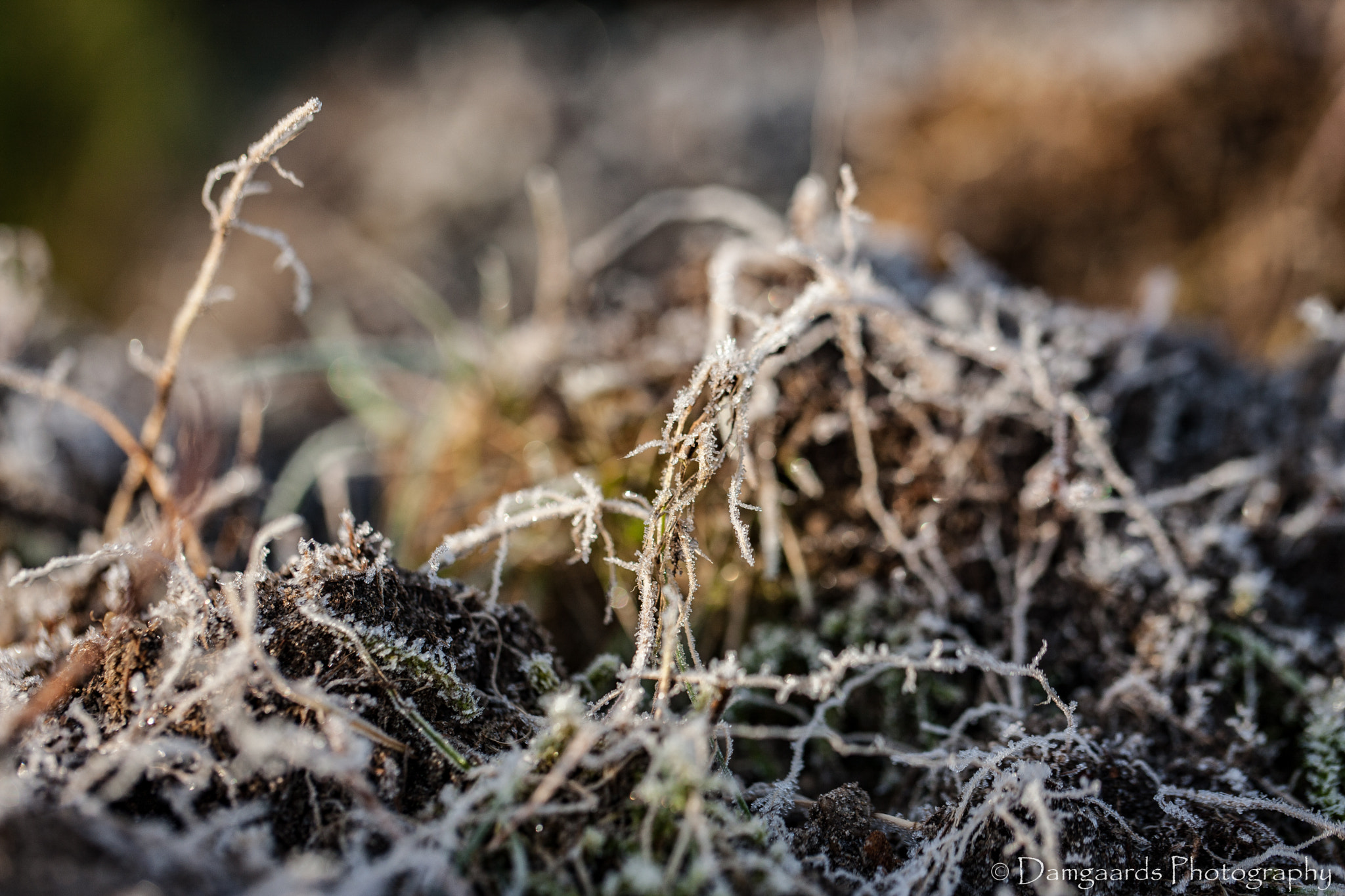 Canon EOS-1Ds Mark III sample photo. Frozen garden photography