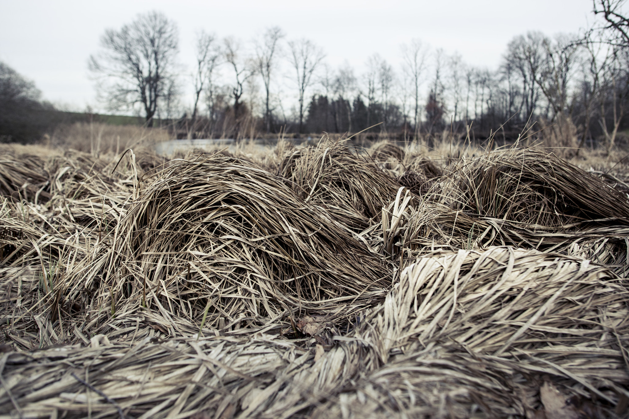 Sigma 28mm f/1.8 DG Macro EX sample photo. Phragmites photography