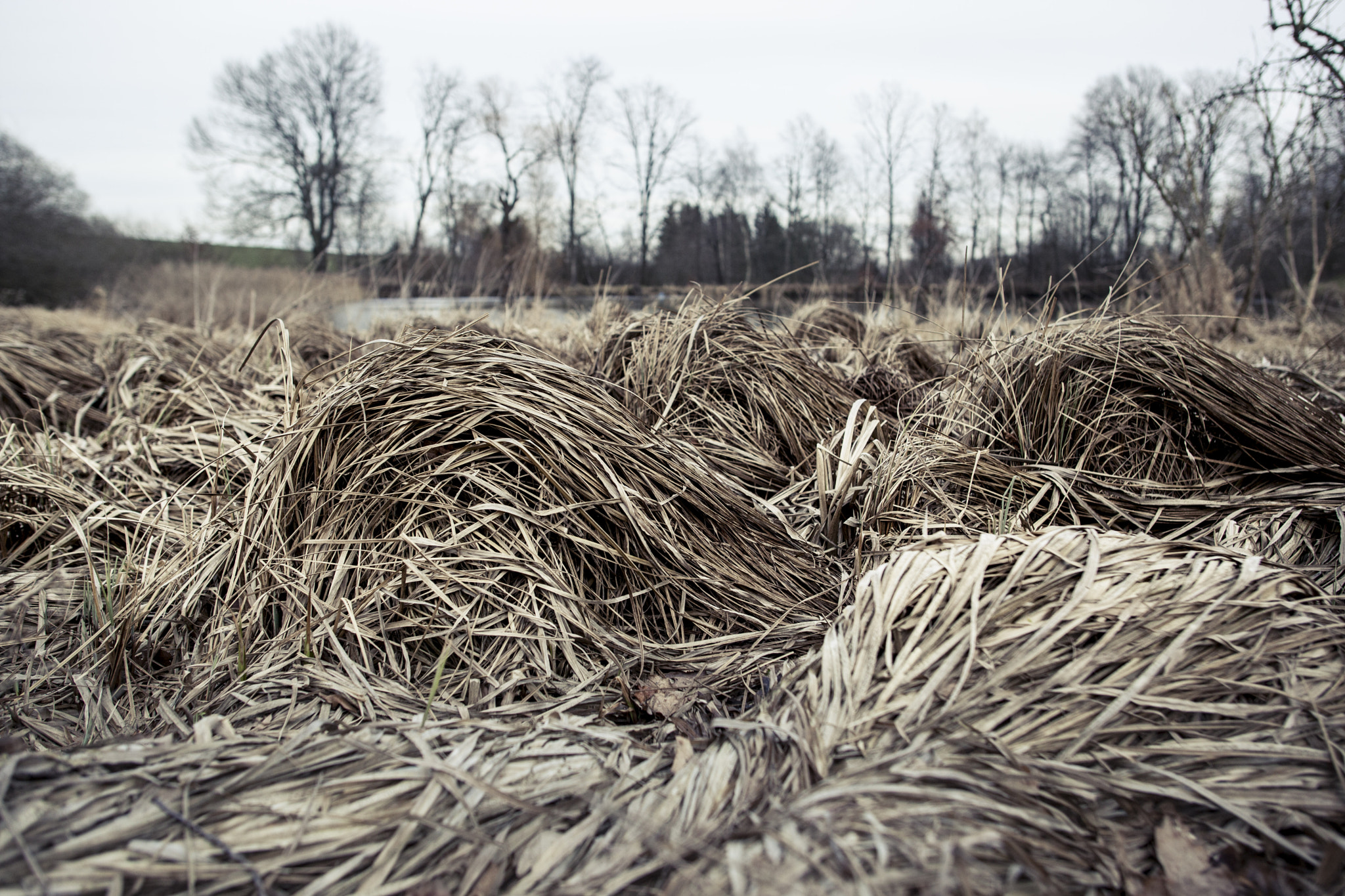 Canon EOS 5D Mark II + Sigma 28mm f/1.8 DG Macro EX sample photo. Phragmites photography