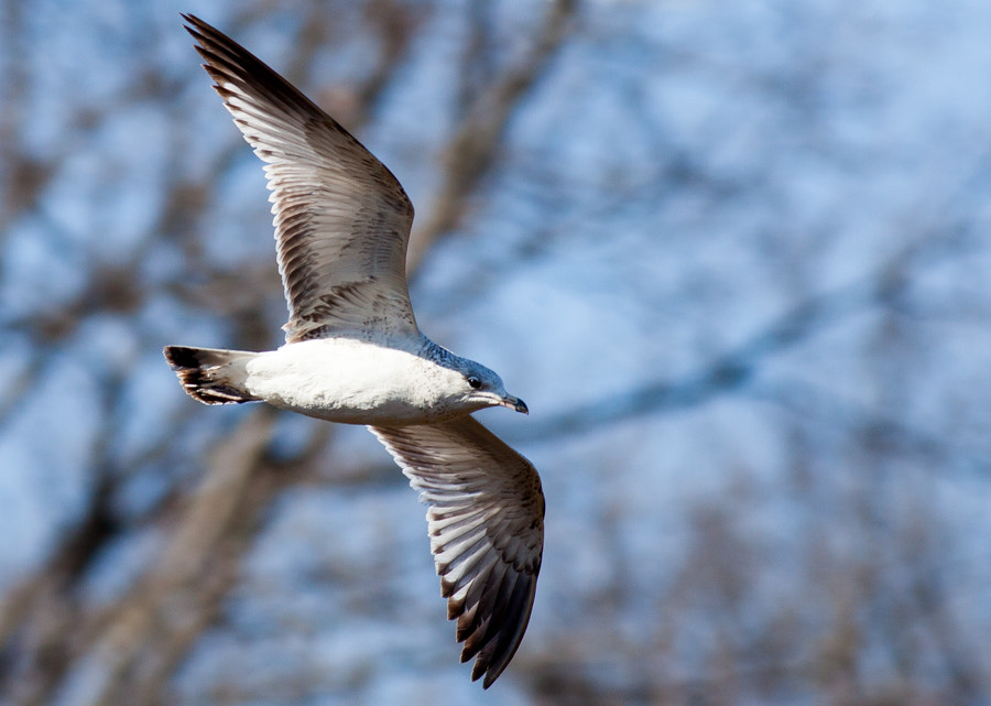 Canon EOS 5D Mark II + Canon EF 400mm F5.6L USM sample photo. Bif photography