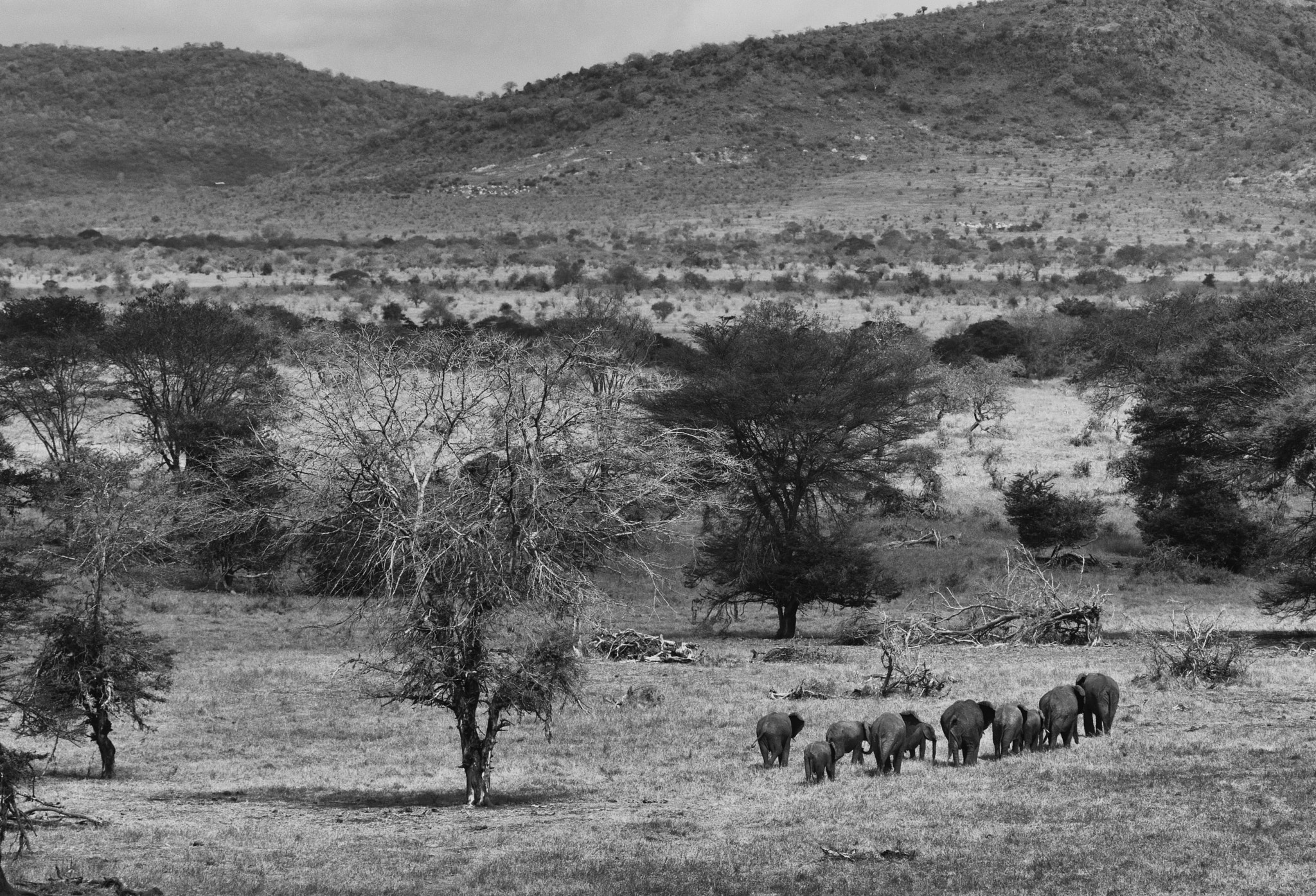 Nikon D80 + AF Zoom-Nikkor 80-200mm f/2.8 ED sample photo. Elephants on the way photography