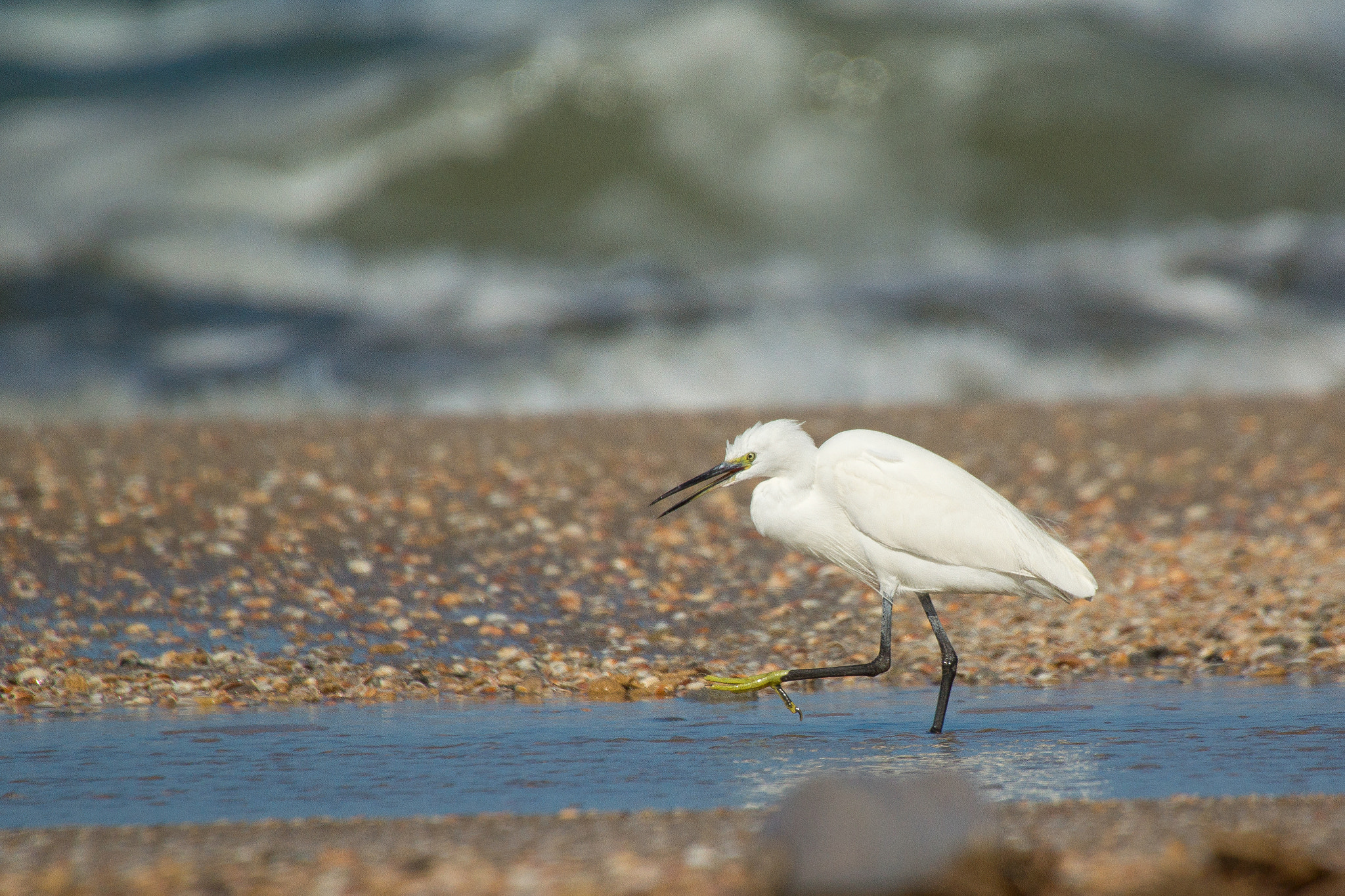 Sony SLT-A77 + Sigma 150-500mm F5-6.3 DG OS HSM sample photo. Little egret photography