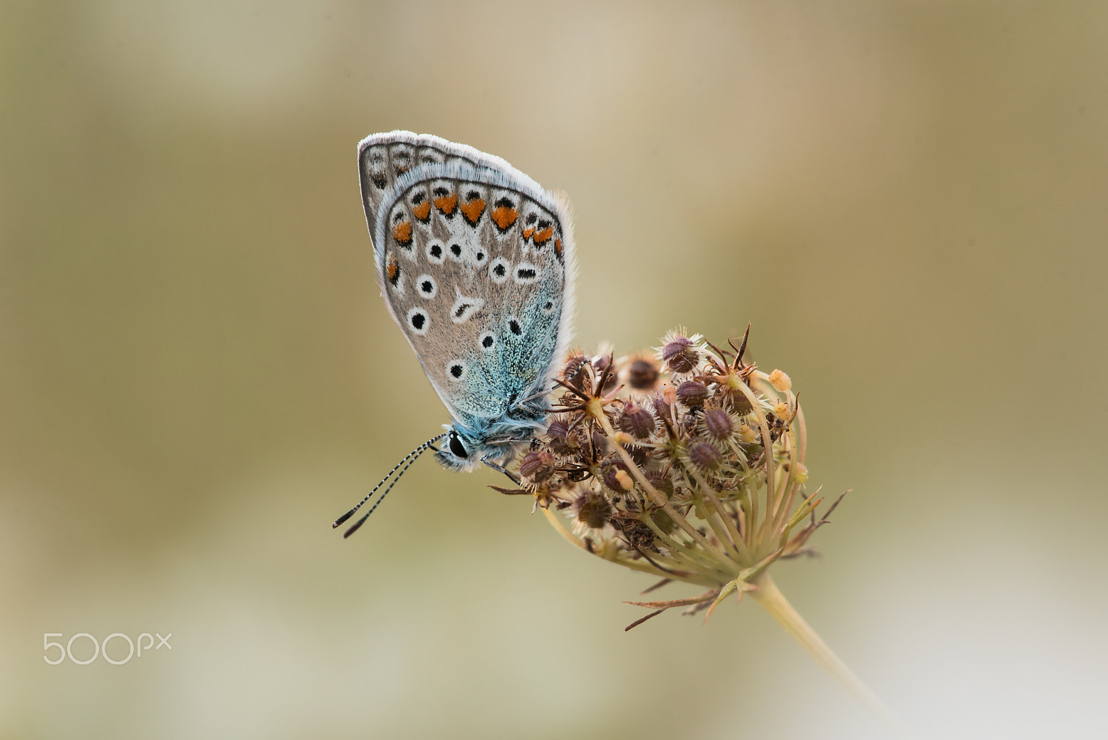 Sigma 150mm F2.8 EX DG Macro HSM sample photo. Common blue photography