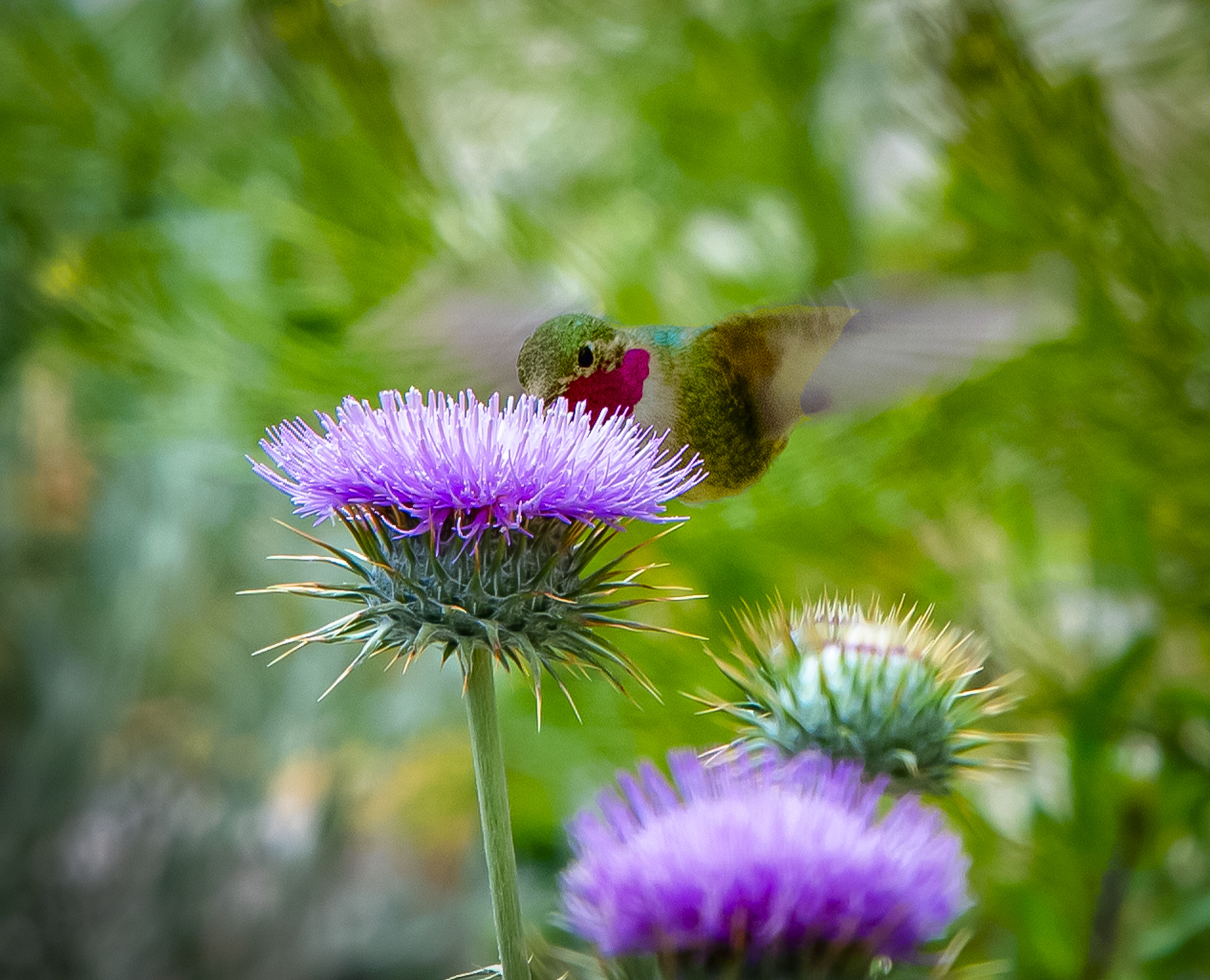 Nikon D4 sample photo. Ruby throated hummingbird at walnut canyon photography