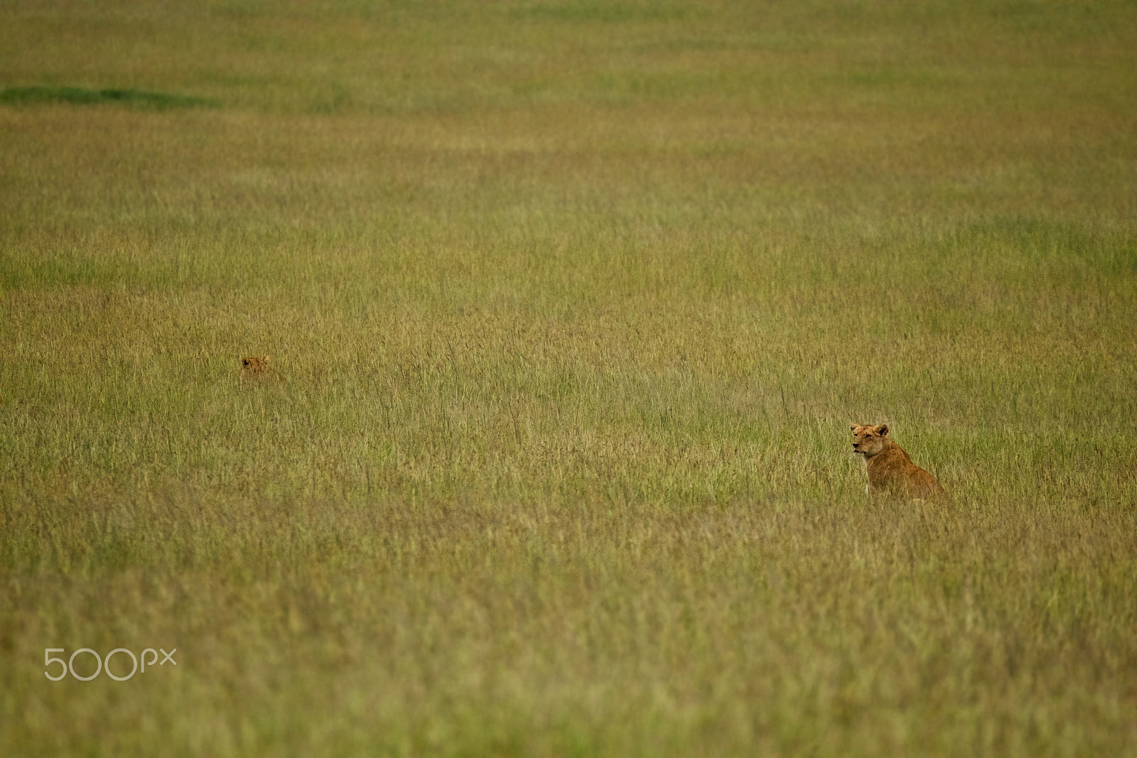Sigma 150-600mm F5-6.3 DG OS HSM | C sample photo. Mais où est charlie ? photography