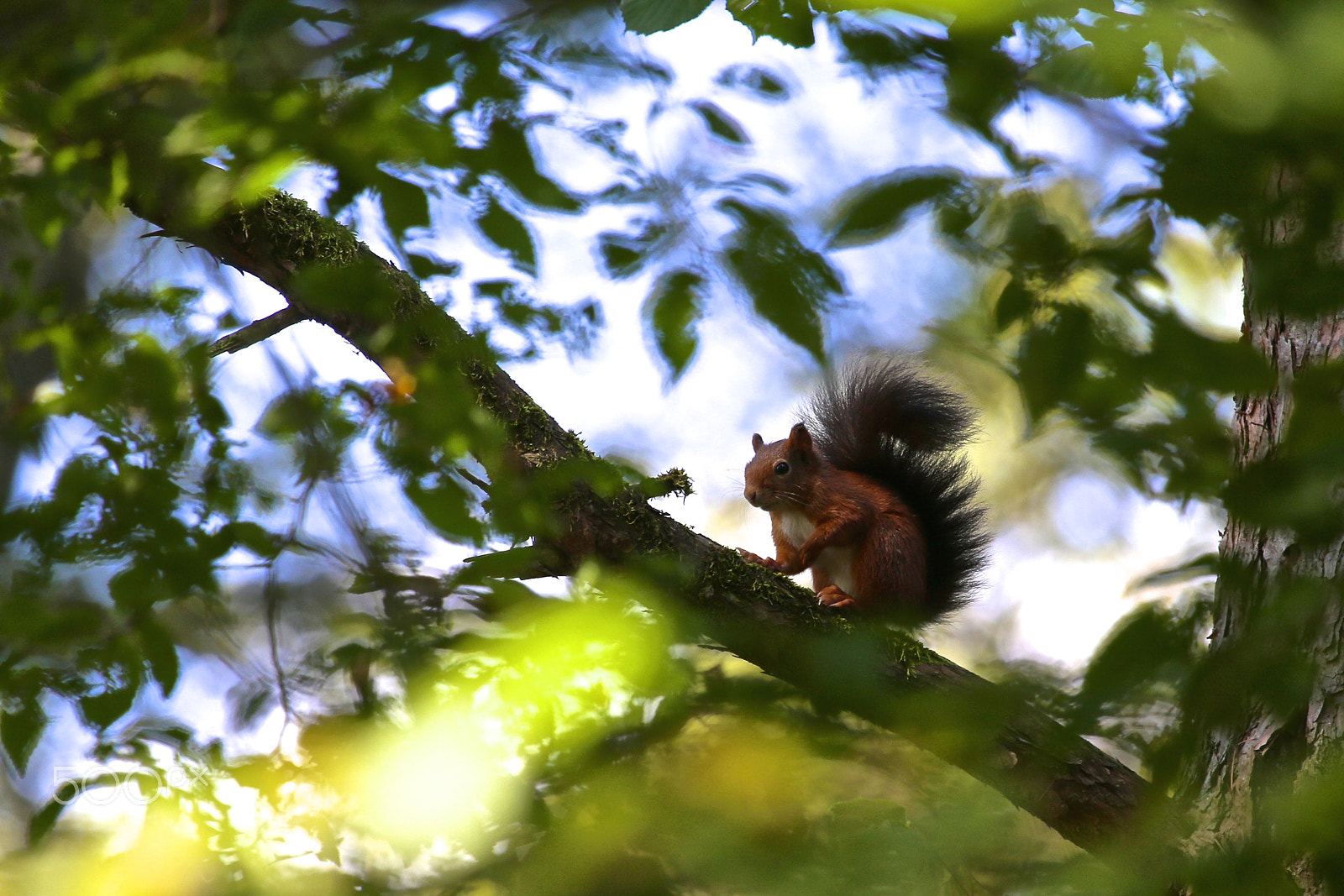 Canon EF 100-400mm F4.5-5.6L IS USM sample photo. Ecureuil photography