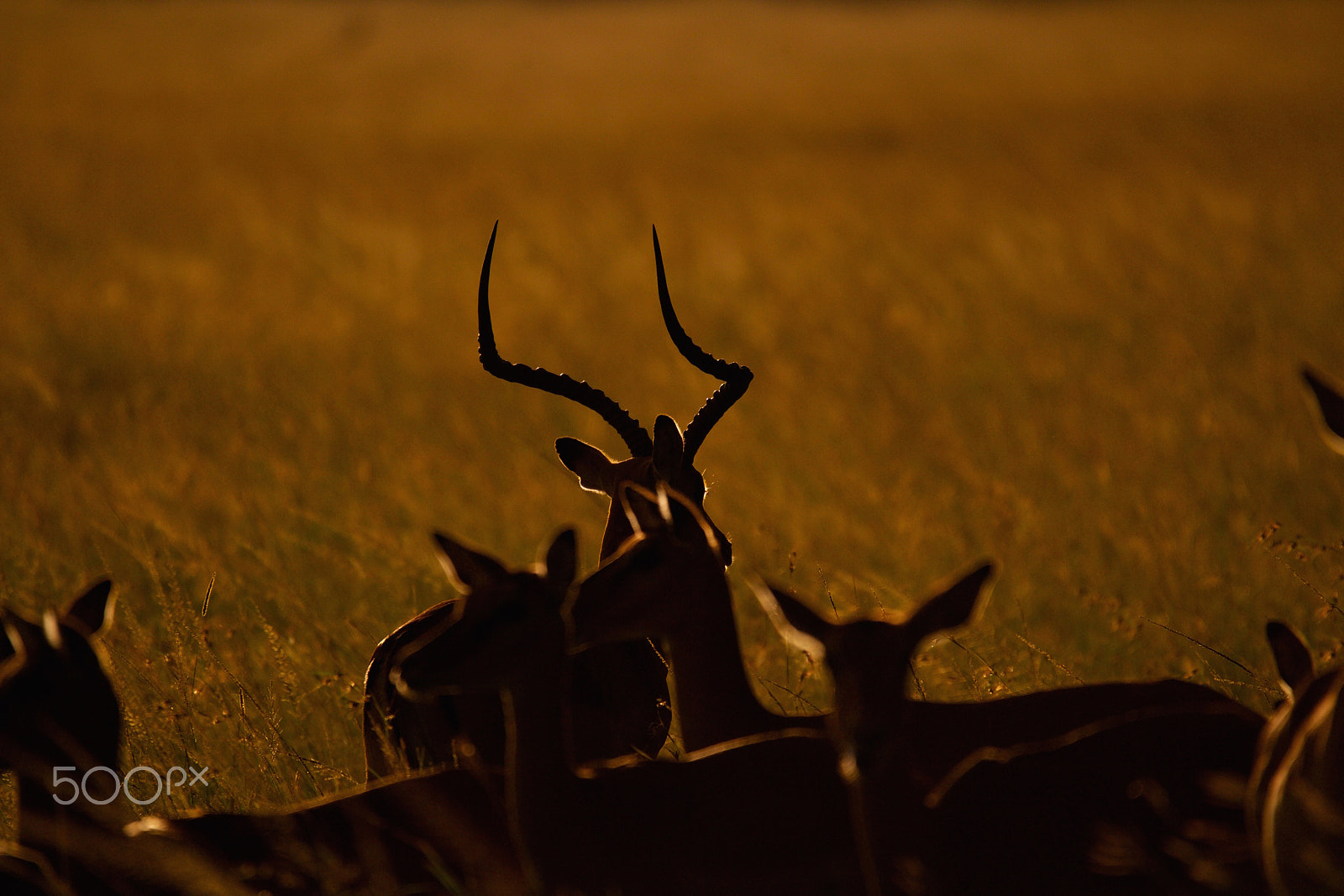 Sigma 150-600mm F5-6.3 DG OS HSM | C sample photo. Impala photography