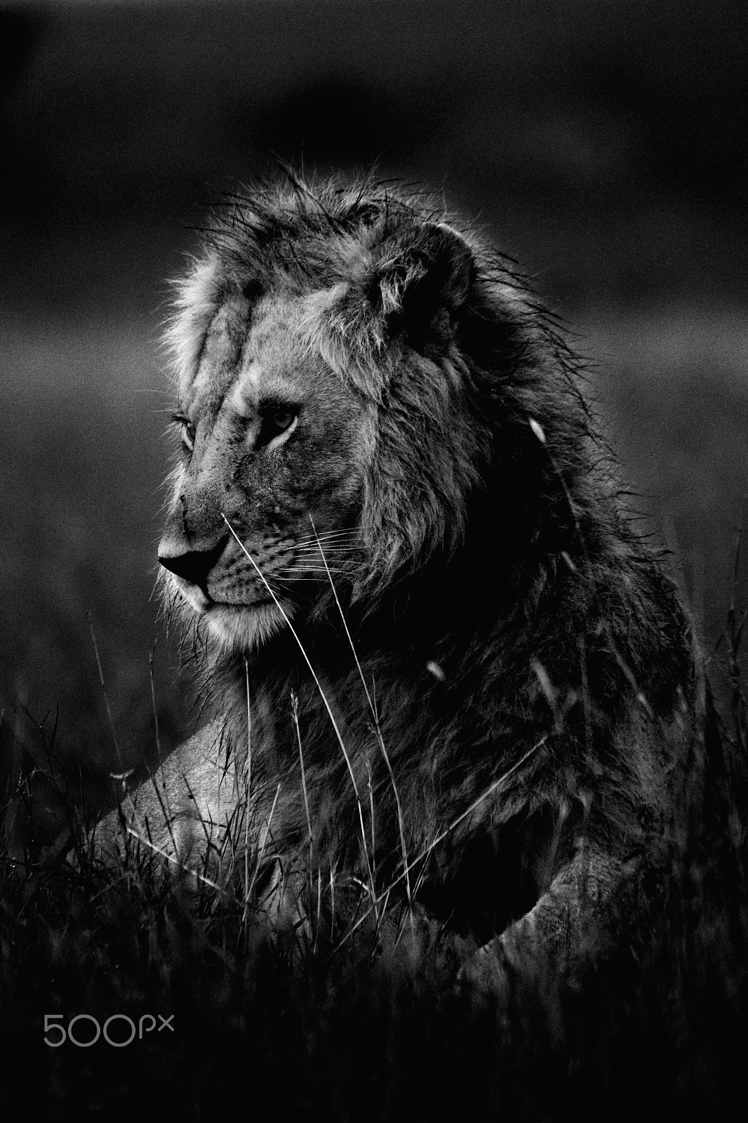 Sigma 150-600mm F5-6.3 DG OS HSM | C sample photo. Grain de lion photography