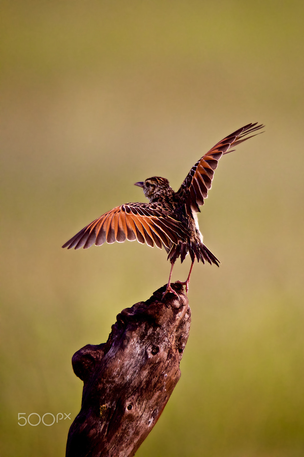 Sigma 150-600mm F5-6.3 DG OS HSM | C sample photo. Alouette photography