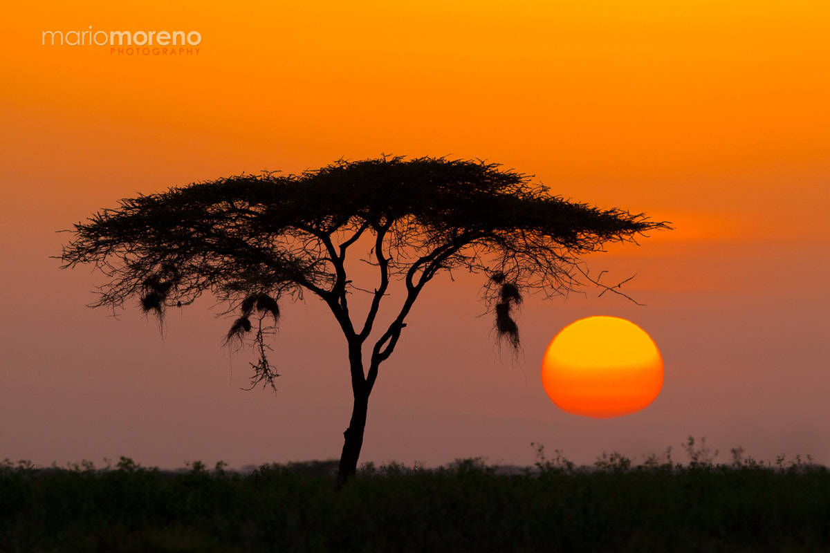 Canon EF 300mm F2.8L IS USM sample photo. Acacia sunrise photography
