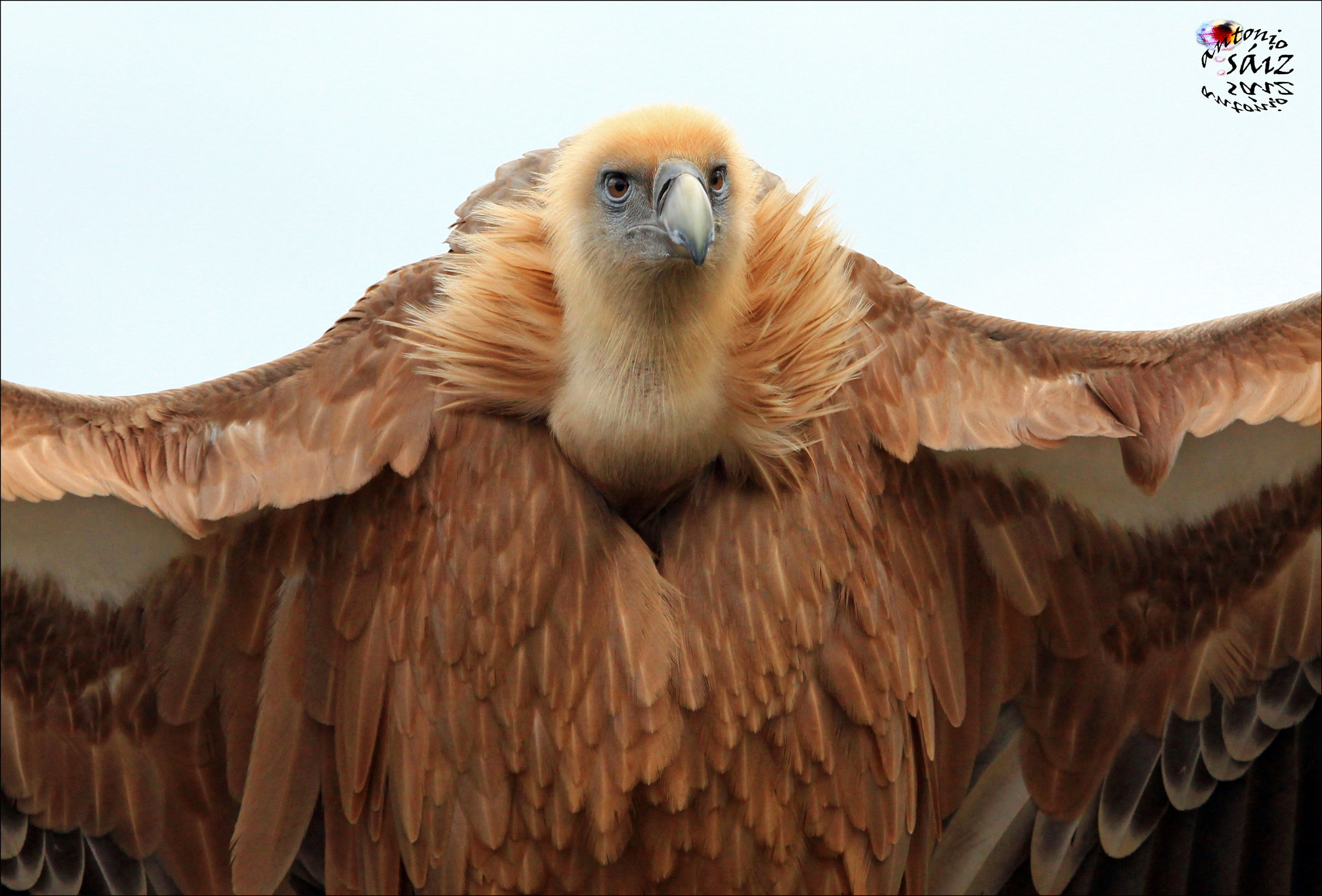 Canon EF 100-400mm F4.5-5.6L IS USM sample photo. Buitre photography