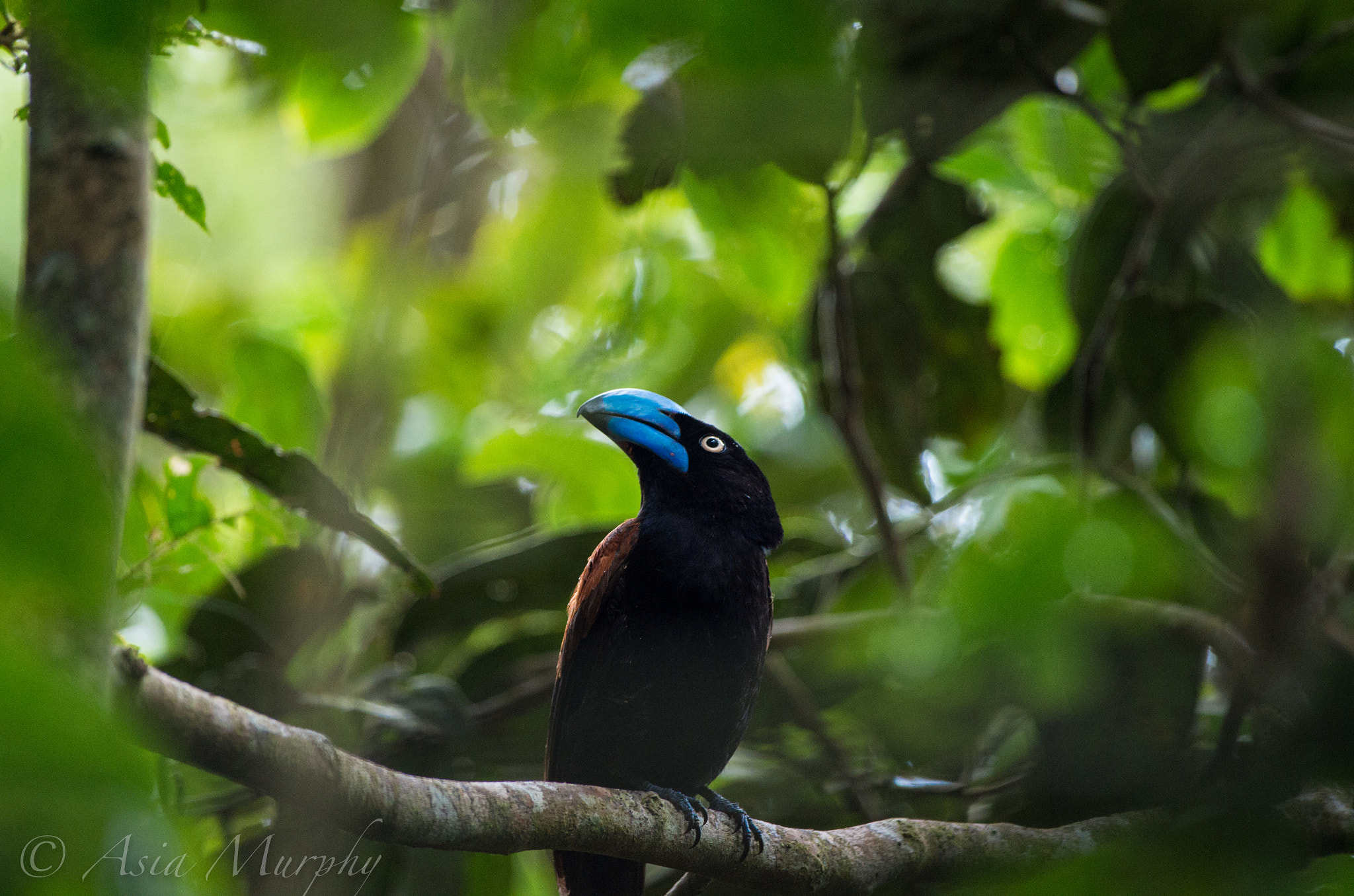 Pentax smc DA* 300mm F4.0 ED (IF) SDM sample photo. Helmet vanga photography