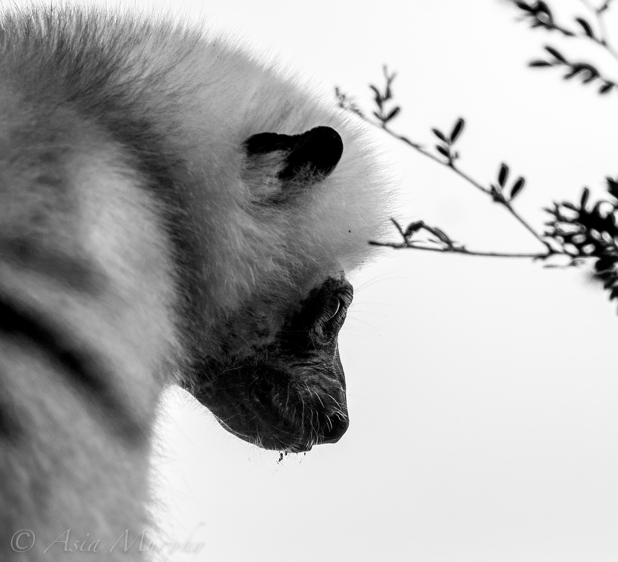 Pentax smc DA* 300mm F4.0 ED (IF) SDM sample photo. Silky sifaka photography