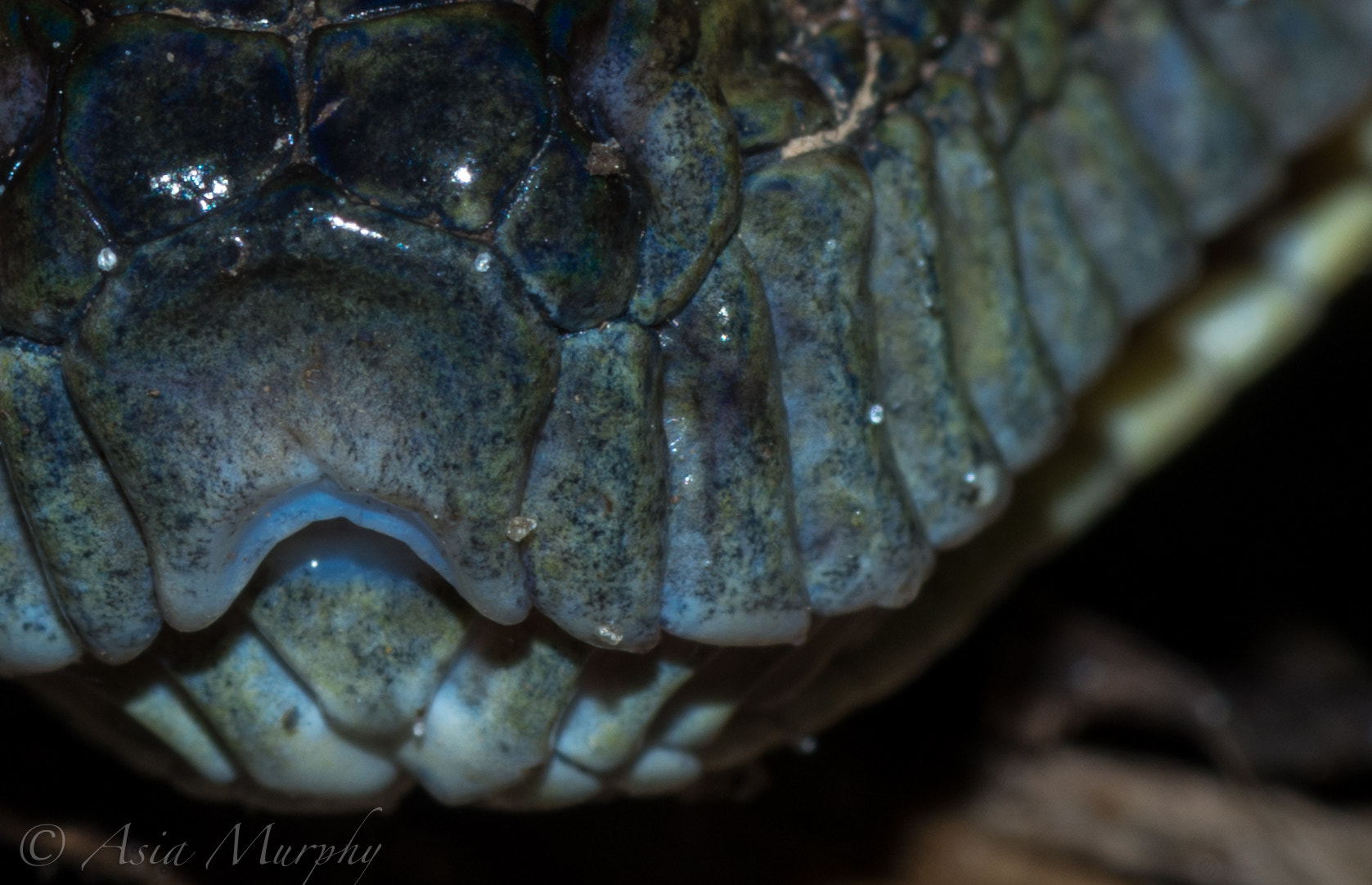 Pentax K-30 + Tamron SP AF 90mm F2.8 Di Macro sample photo. Boa close up photography