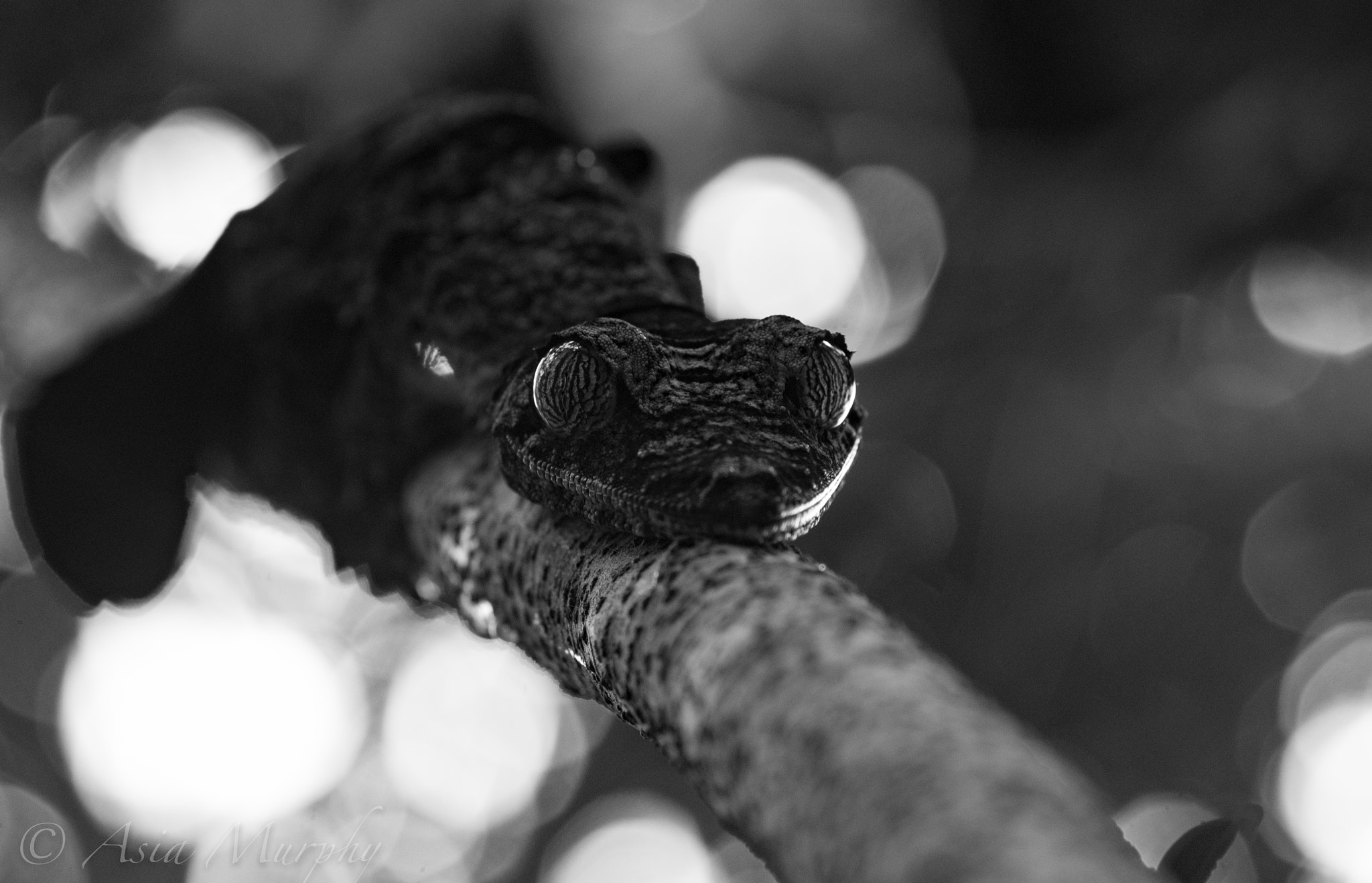 Pentax K-30 + Tamron SP AF 90mm F2.8 Di Macro sample photo. Joker smile photography