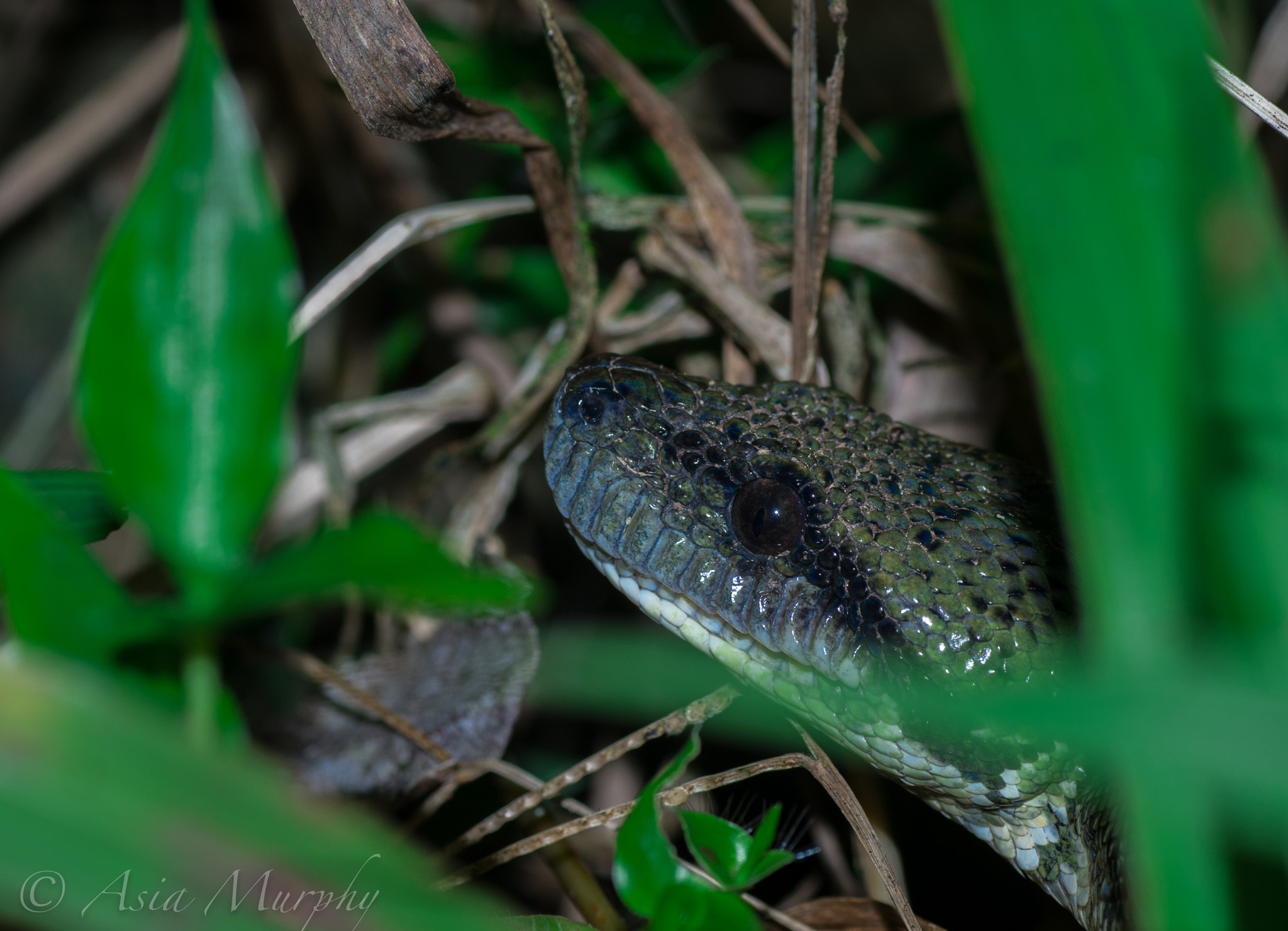 Pentax K-30 sample photo. Madagascar tree boa photography