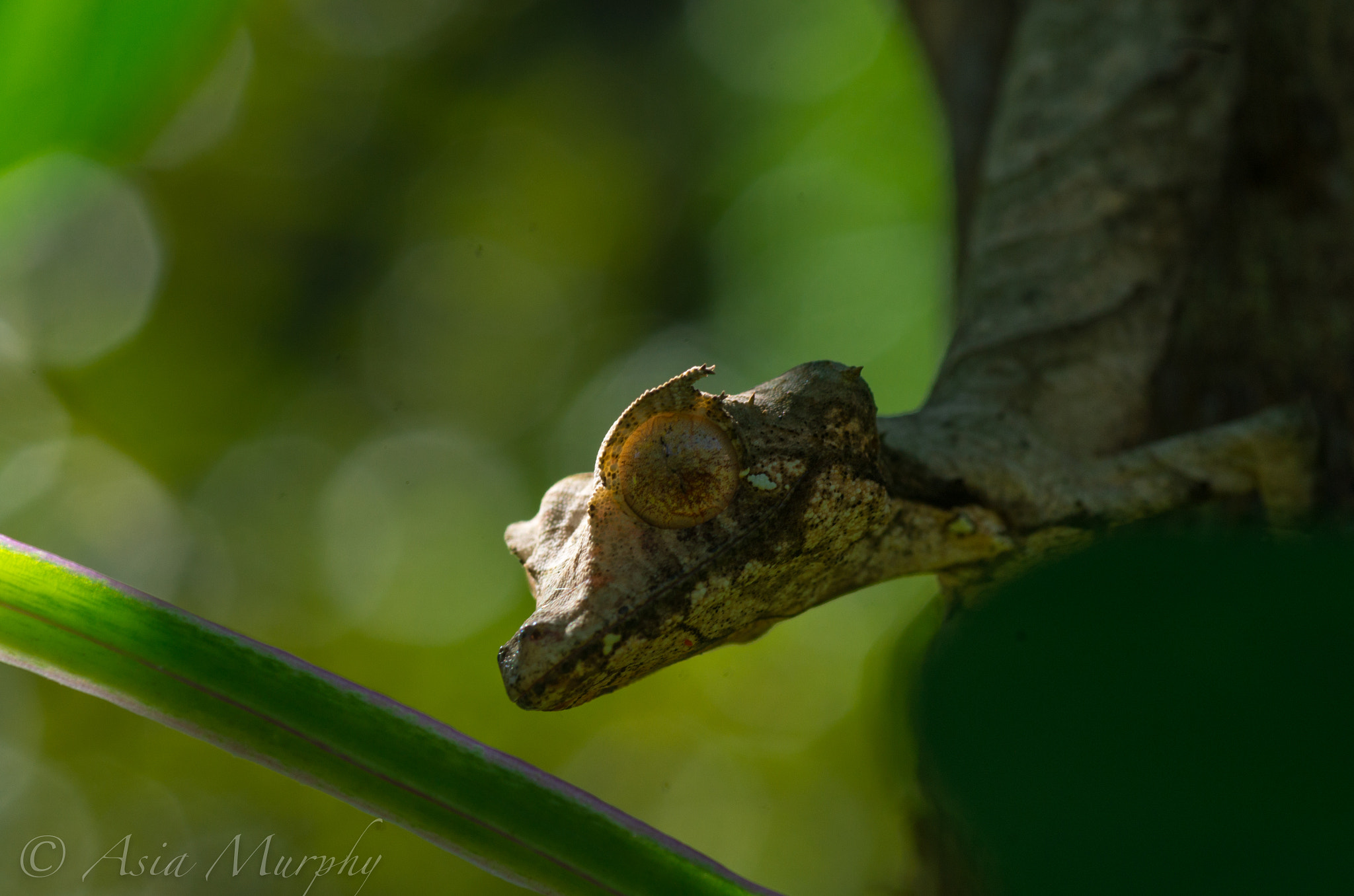 Pentax K-30 + Tamron SP AF 90mm F2.8 Di Macro sample photo. Lucifer photography
