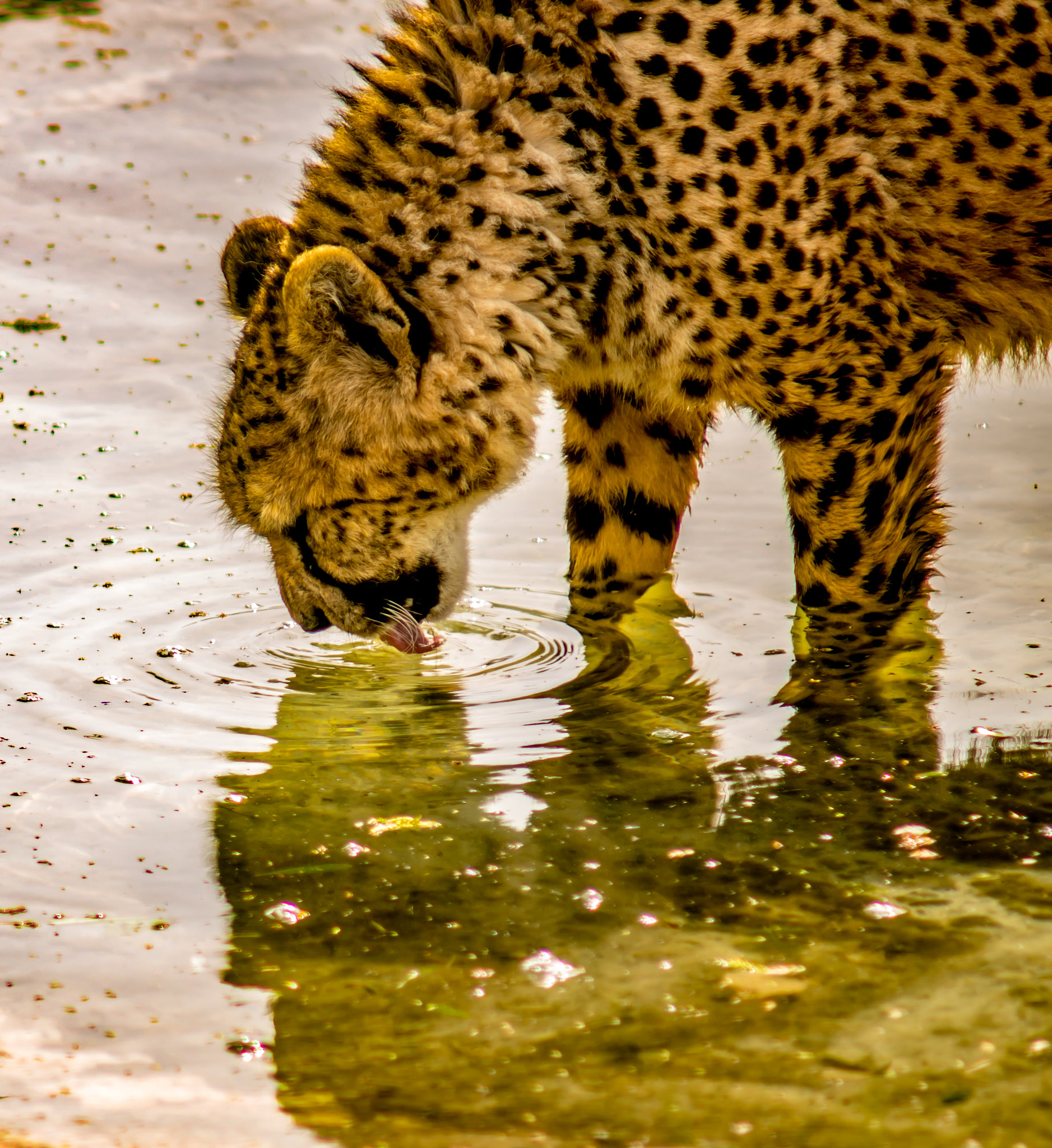 Nikon D800 + AF Zoom-Nikkor 70-210mm f/4 sample photo. Thirsty cheetah photography