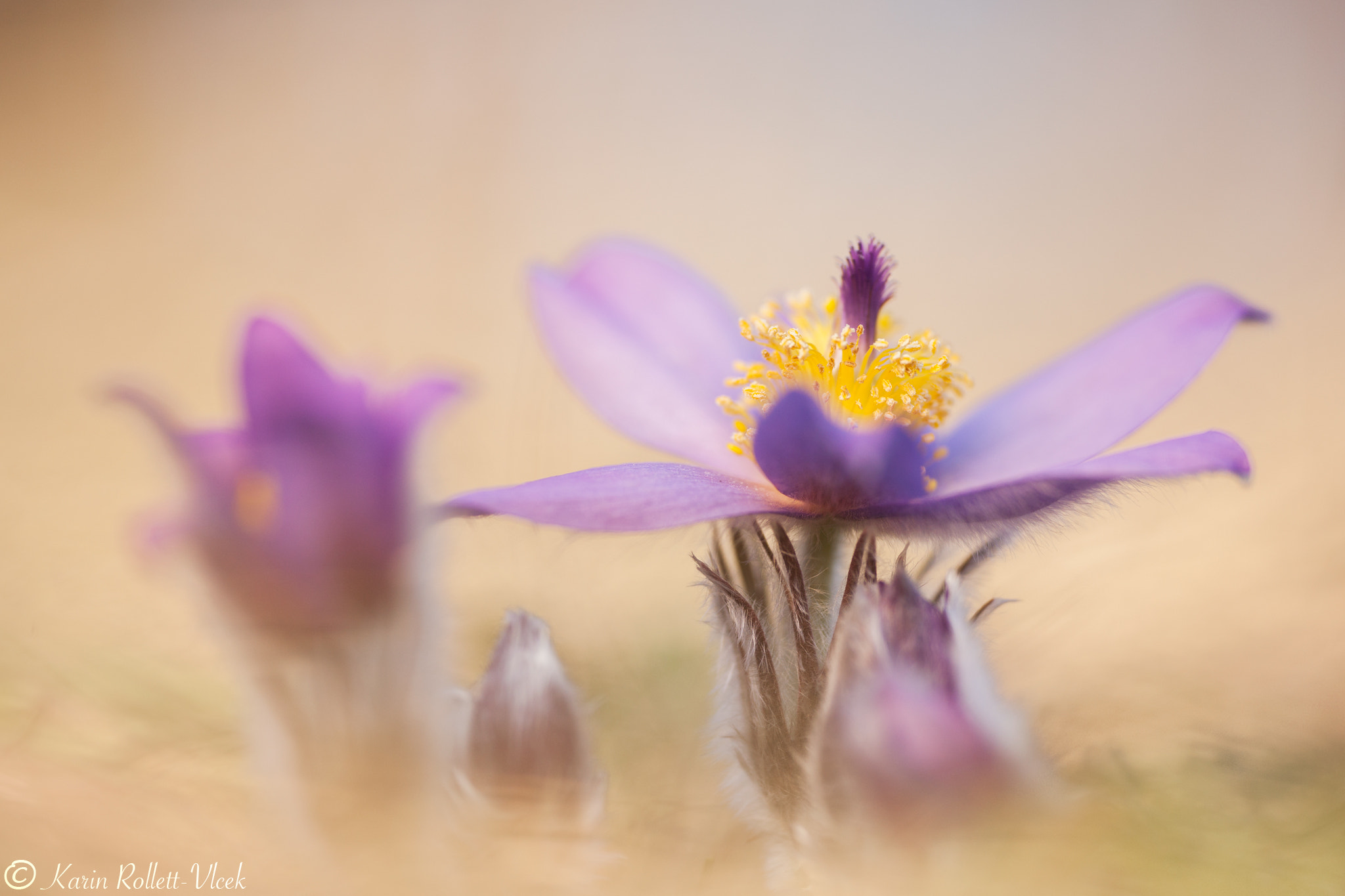 Sigma APO Macro 180mm F2.8 EX DG OS HSM sample photo. Towards the sun photography
