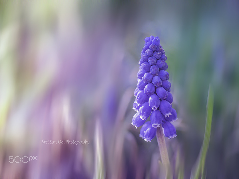 Panasonic Leica DG Macro-Elmarit 45mm F2.8 ASPH OIS sample photo. Grape hyacinth 07 photography