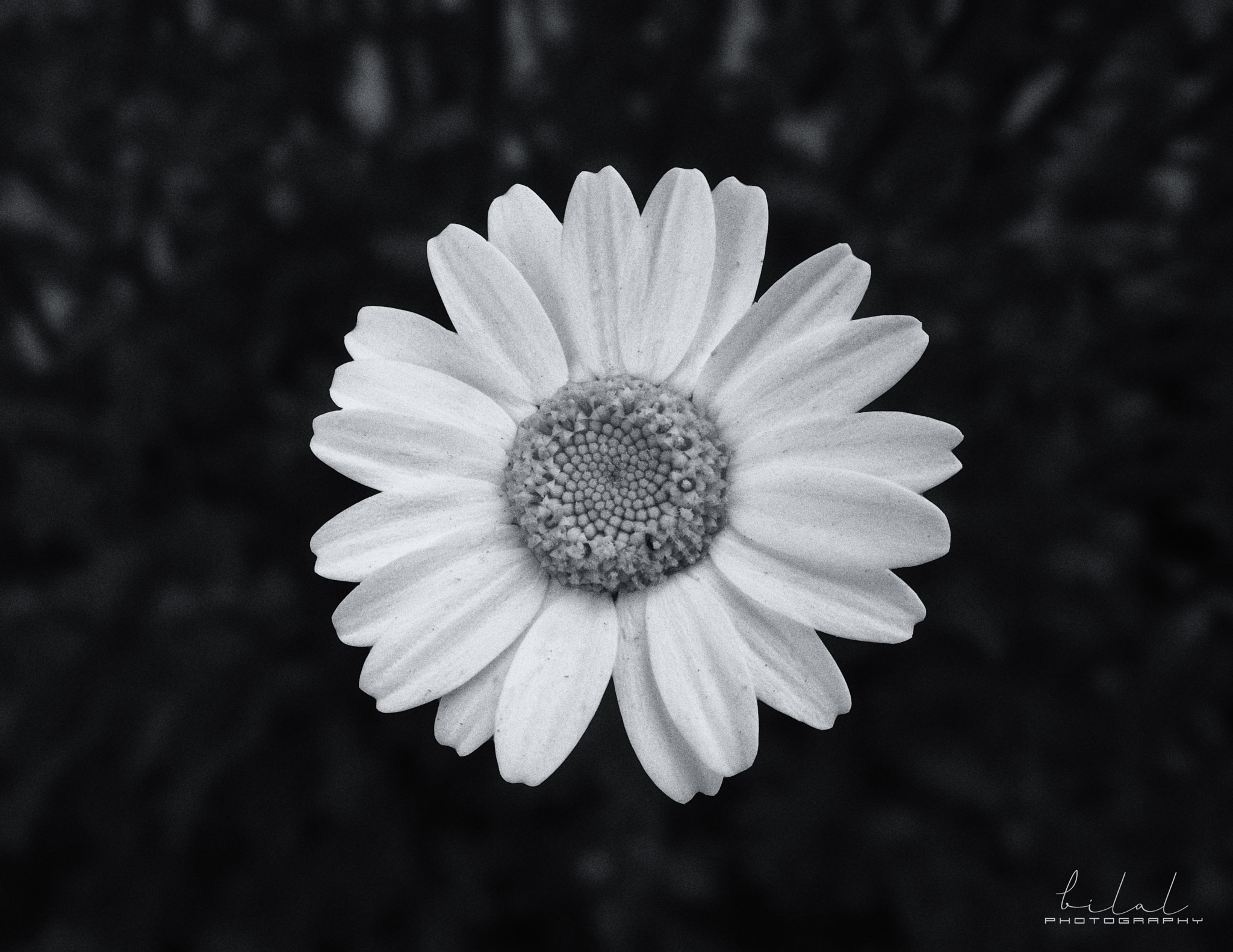 OnePlus One A0001 sample photo. Bloom where you planted photography