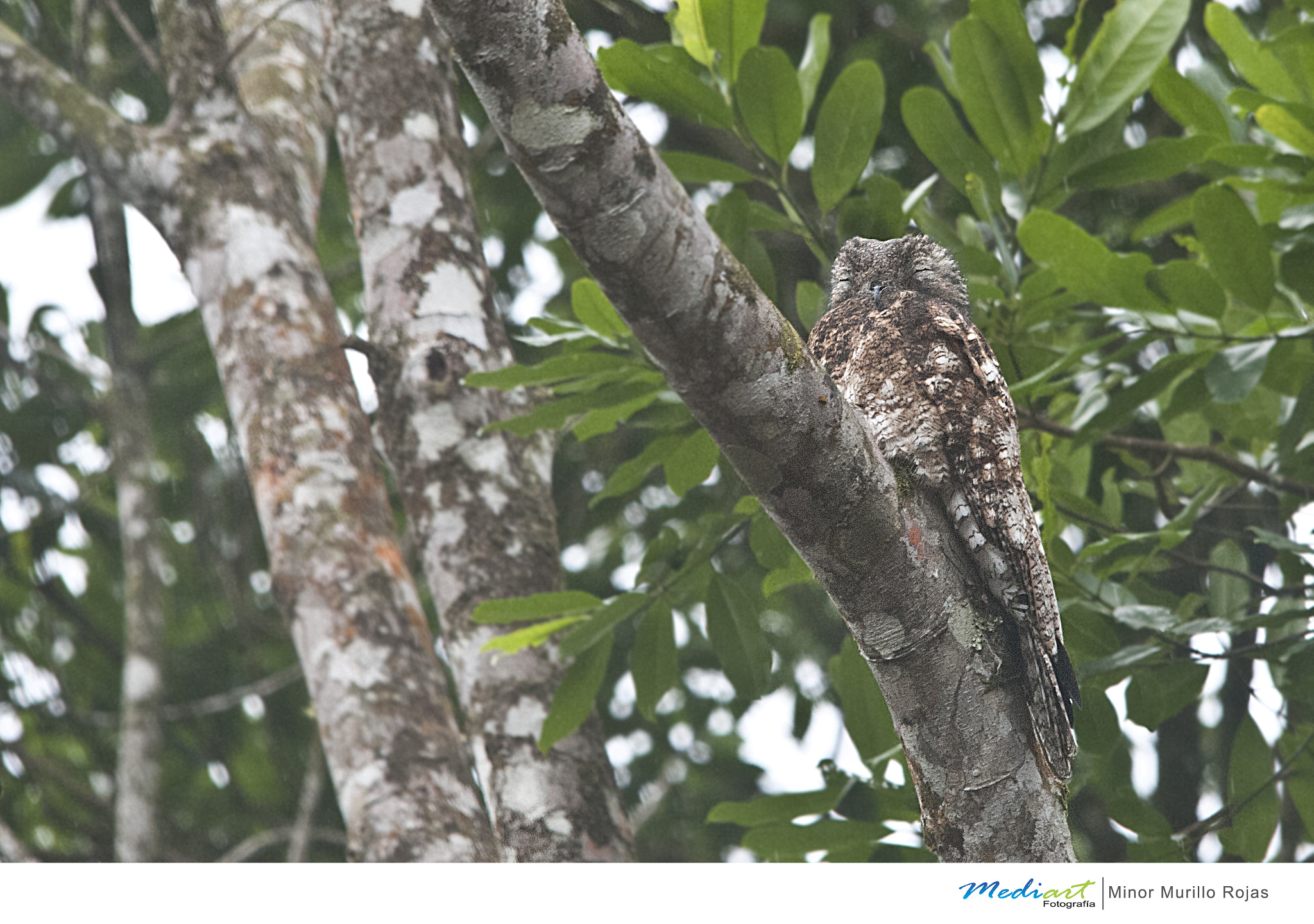 Sigma 150-500mm F5-6.3 DG OS HSM sample photo. Great potoo photography