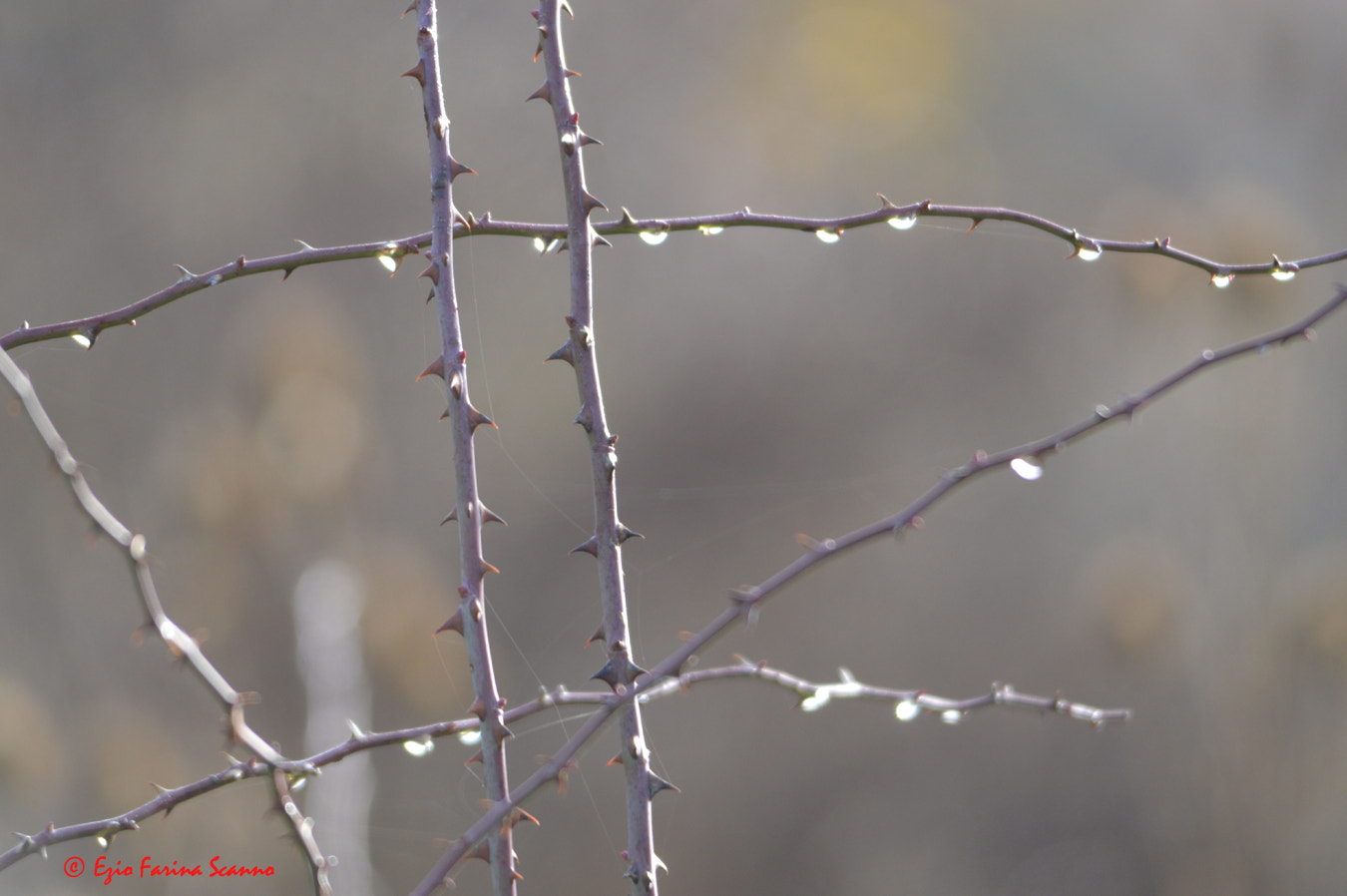 AF Zoom-Nikkor 28-105mm f/3.5-4.5D IF sample photo. Spinato photography