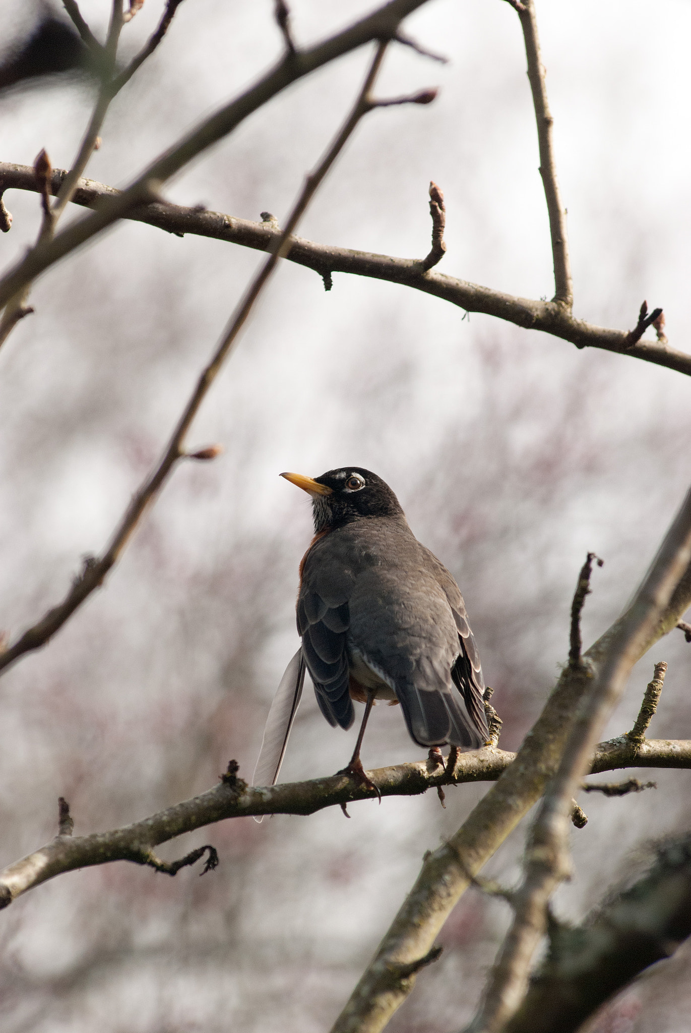 Nikon AF-Nikkor 80-200mm F2.8D ED sample photo. Yellow beak bird photography
