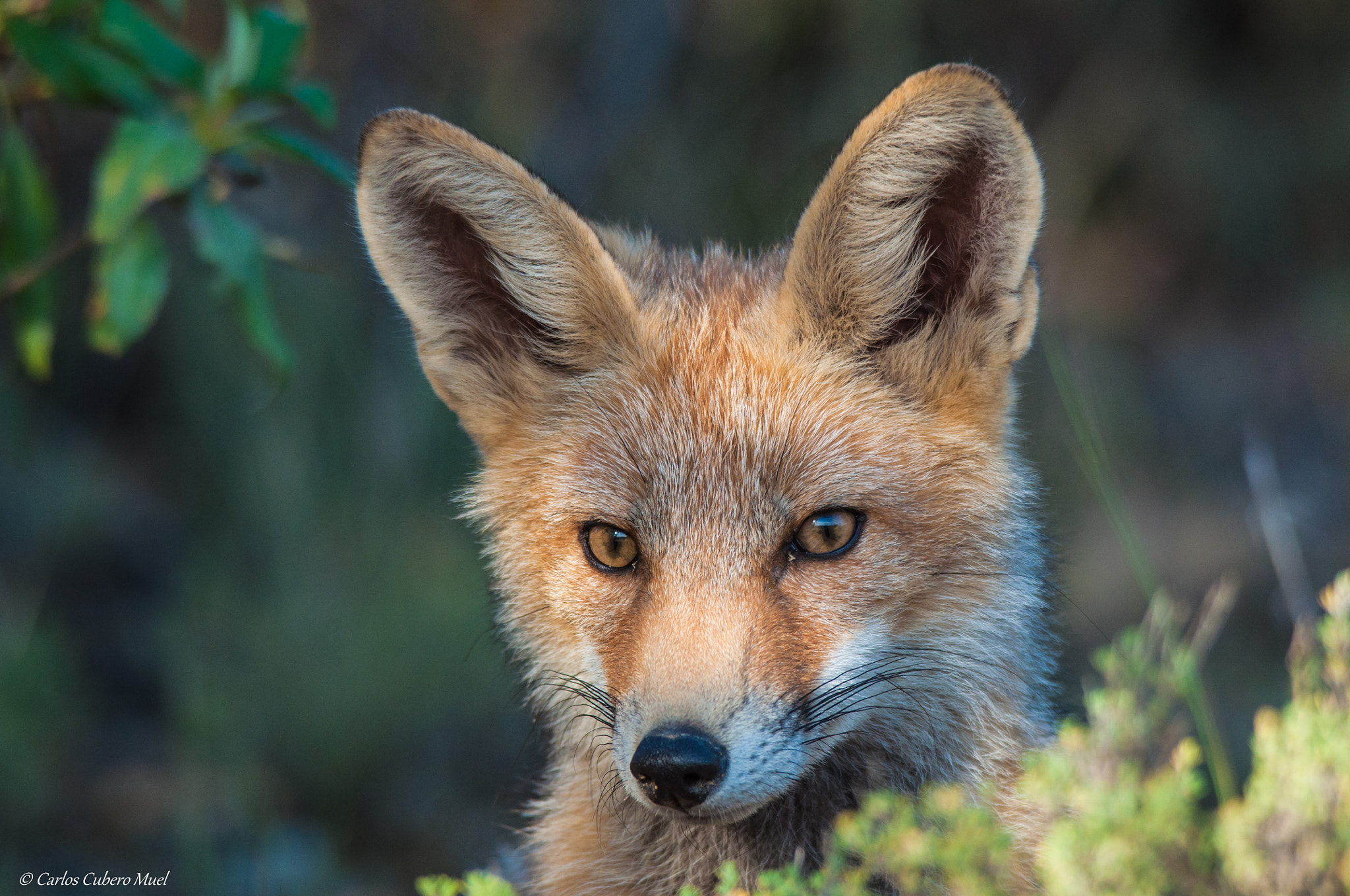 Sigma 150-500mm F5-6.3 DG OS HSM sample photo. The face of cunning photography