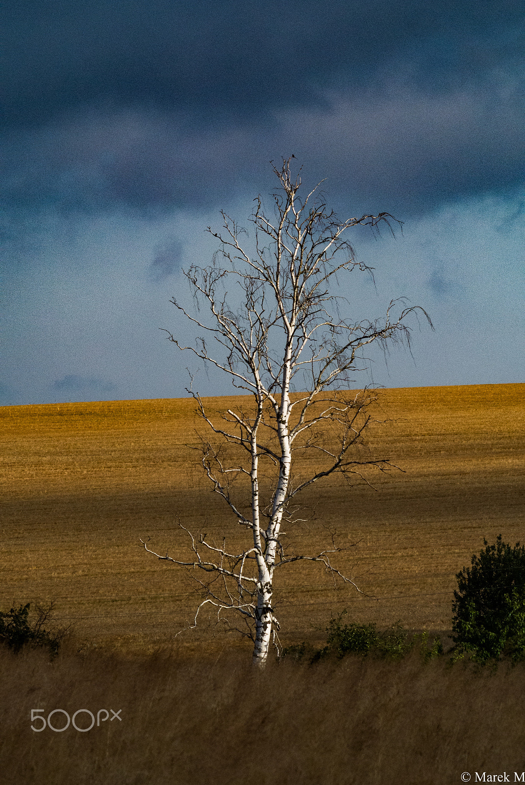 VR 55-300mm f/4.5-5.6G sample photo. Alone tree photography