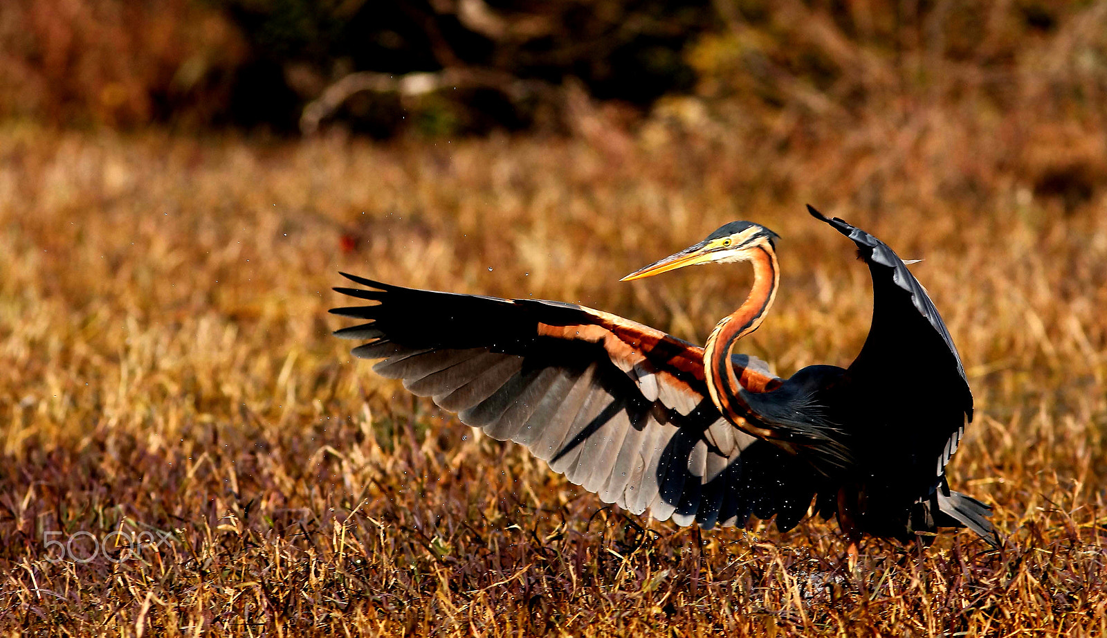 Canon EOS 550D (EOS Rebel T2i / EOS Kiss X4) + Canon EF 300mm F4L IS USM sample photo. Wings in action photography