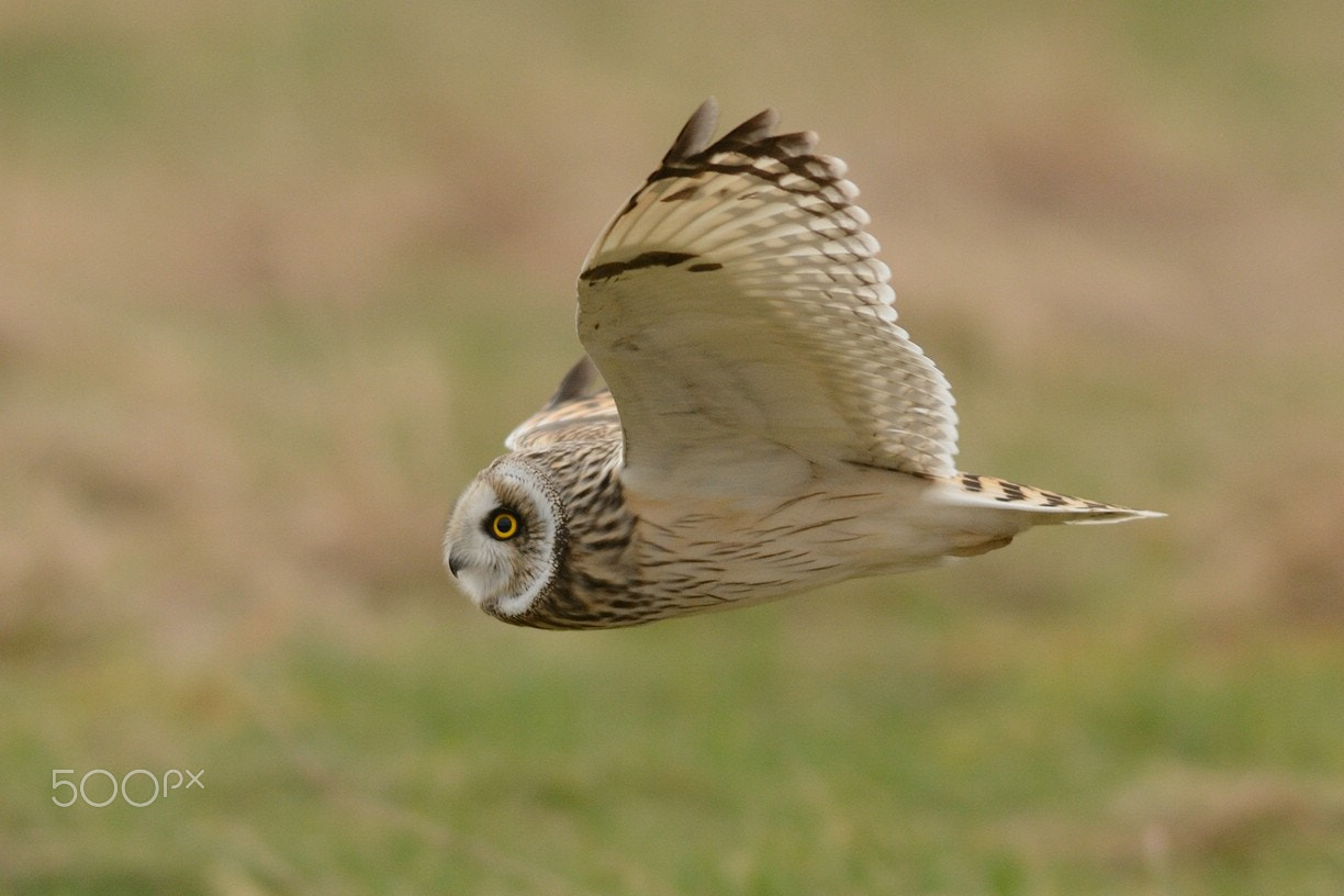Nikon AF-S Nikkor 300mm F2.8G ED-IF VR sample photo. Short-eared owl photography