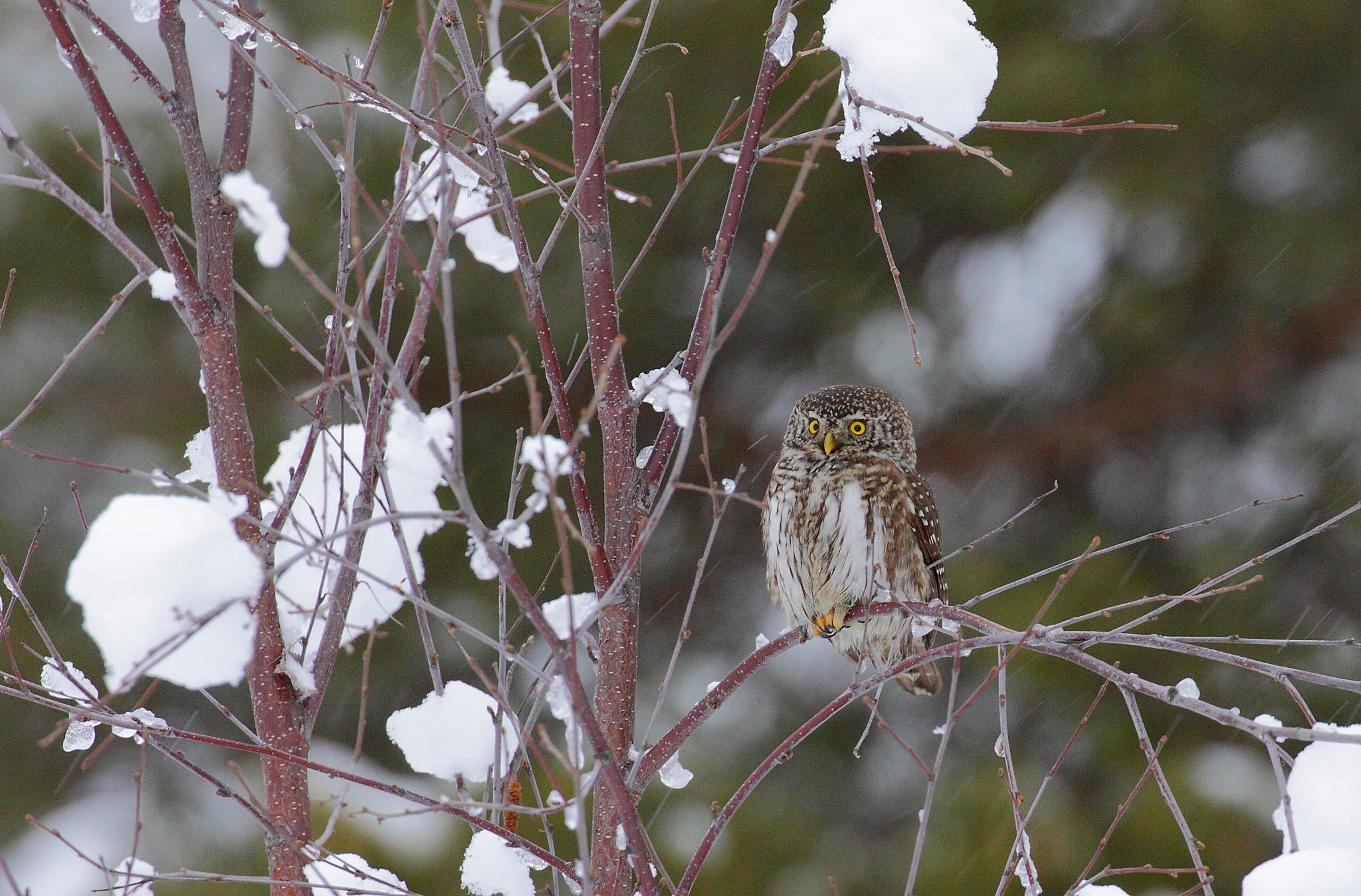 Canon EOS 50D + Canon EF 100-400mm F4.5-5.6L IS II USM sample photo. Pygmy owl photography