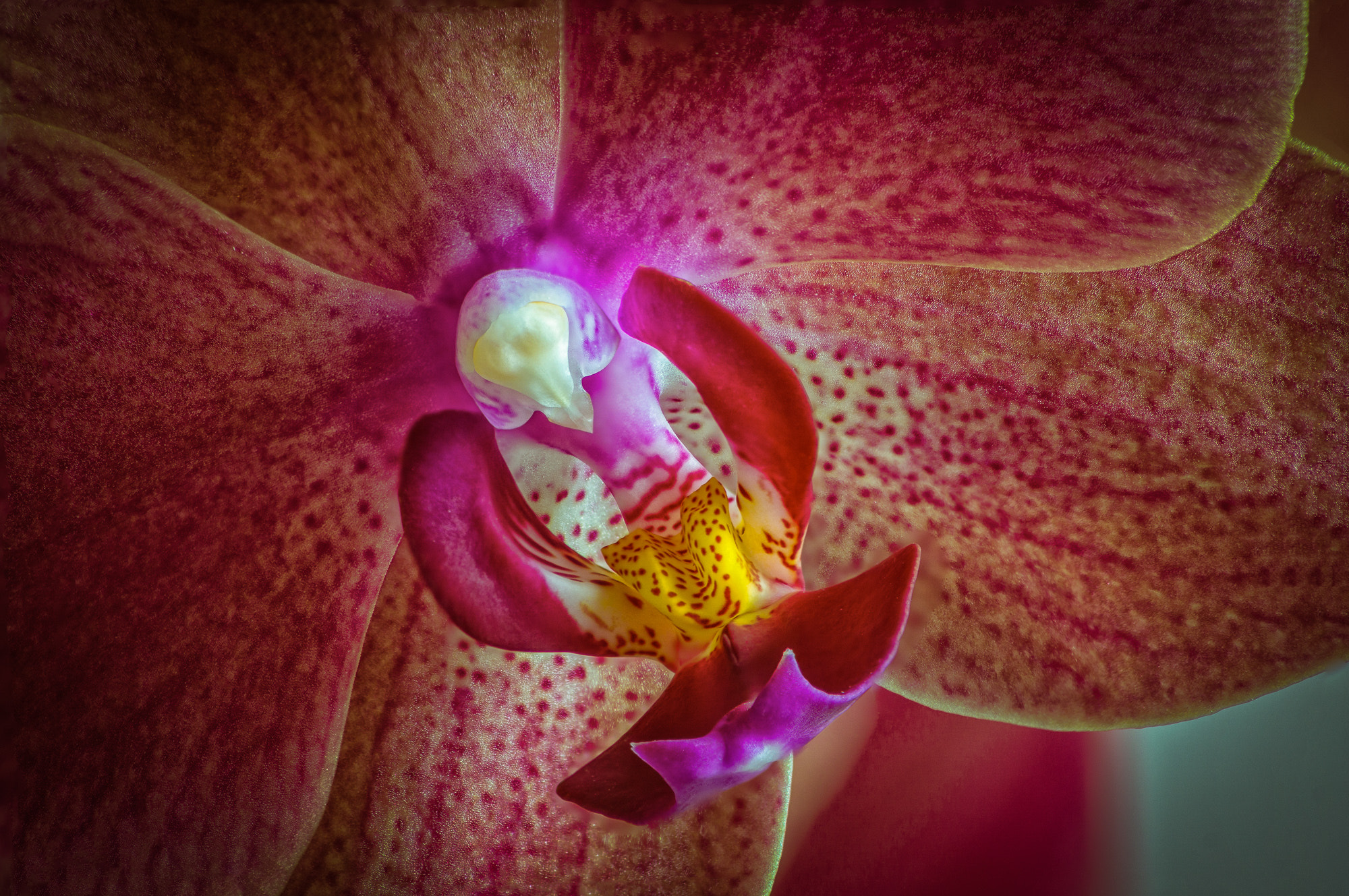 Sony 75-300mm F4.5-5.6 sample photo. Seele der orchidee / soul of orchid photography