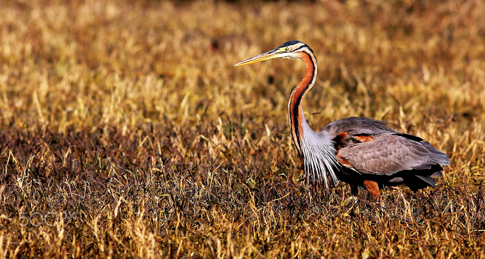 Canon EOS 550D (EOS Rebel T2i / EOS Kiss X4) + Canon EF 300mm F4L IS USM sample photo. Purple heron photography