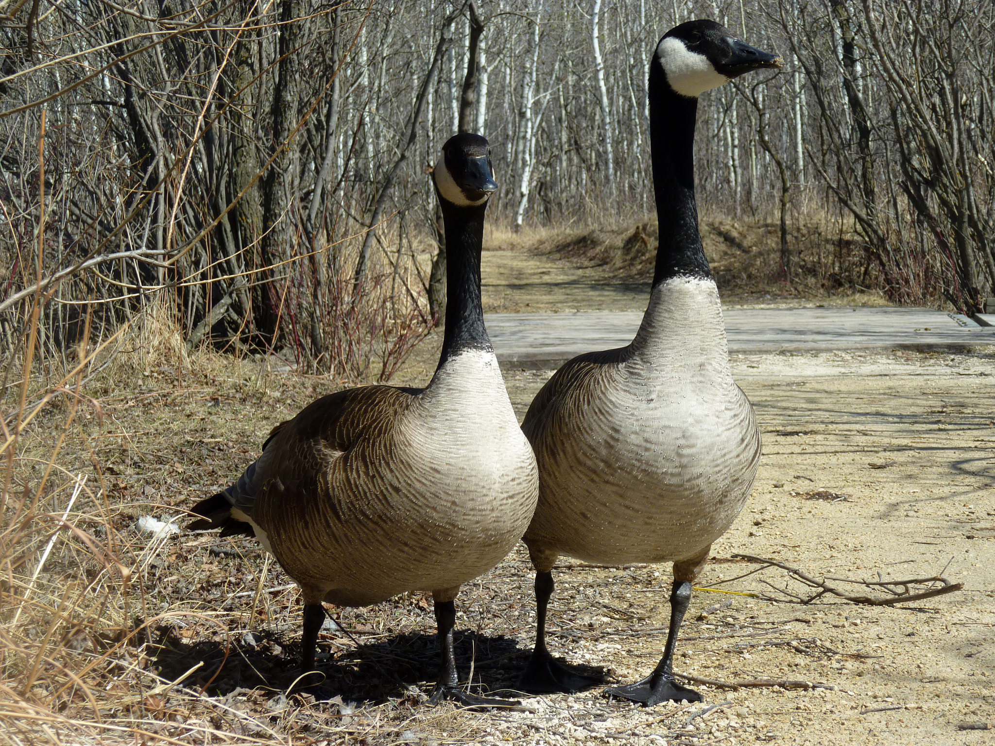 Panasonic DMC-ZR1 sample photo. Canadian goose photography