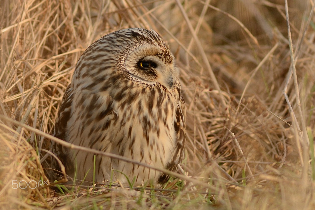 Nikon AF-S Nikkor 300mm F2.8G ED-IF VR sample photo. Camouflage photography
