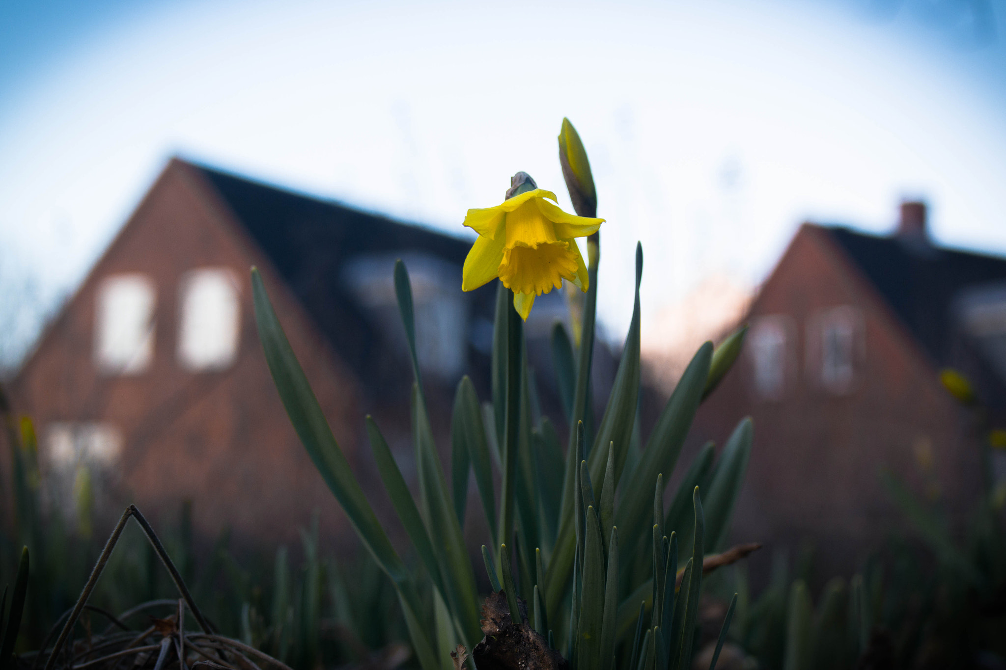 Samsung EK-GN120 sample photo. Spring flower photography