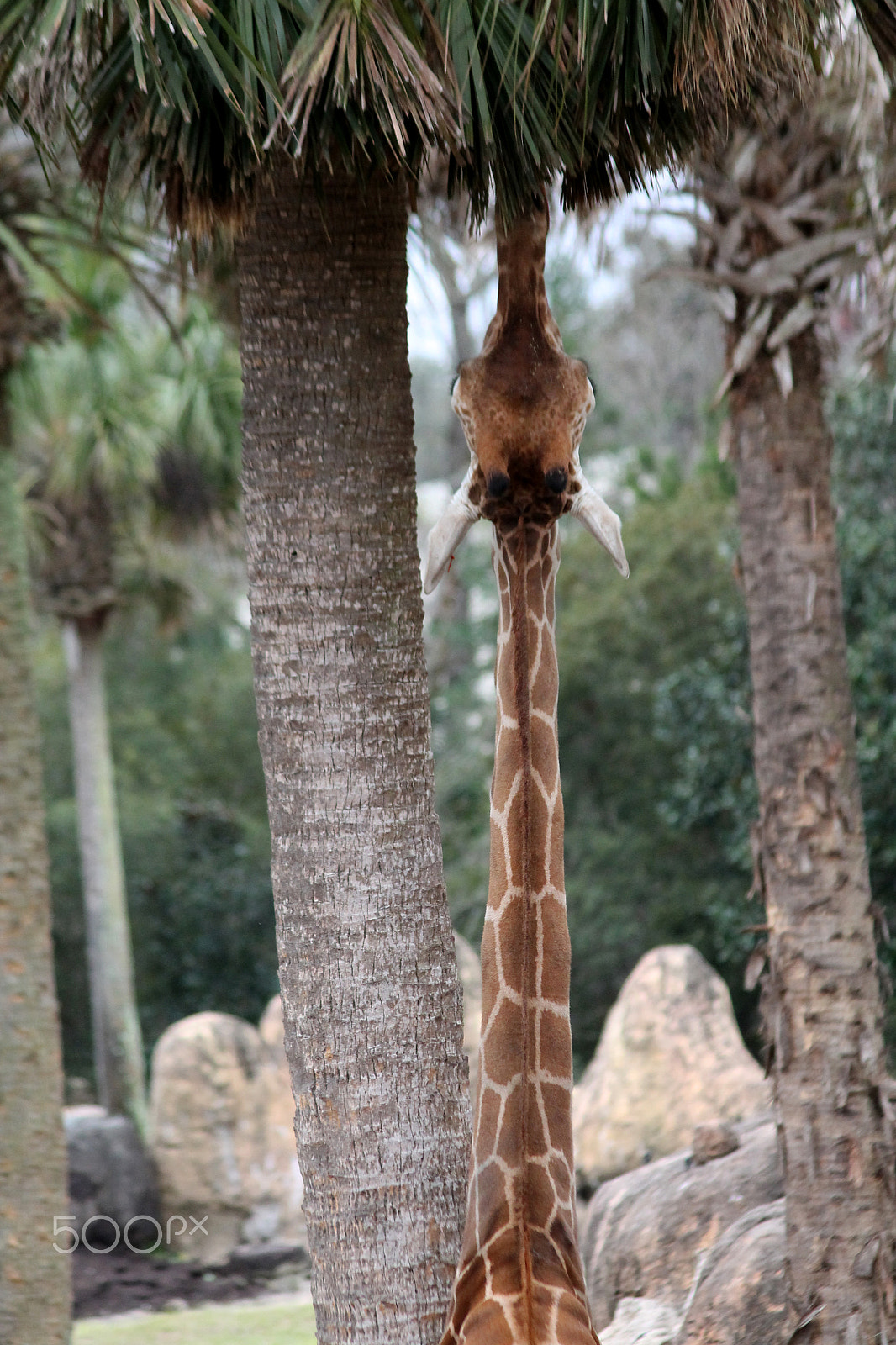 Canon EF 75-300mm F4.0-5.6 IS USM sample photo. Giraffe photography