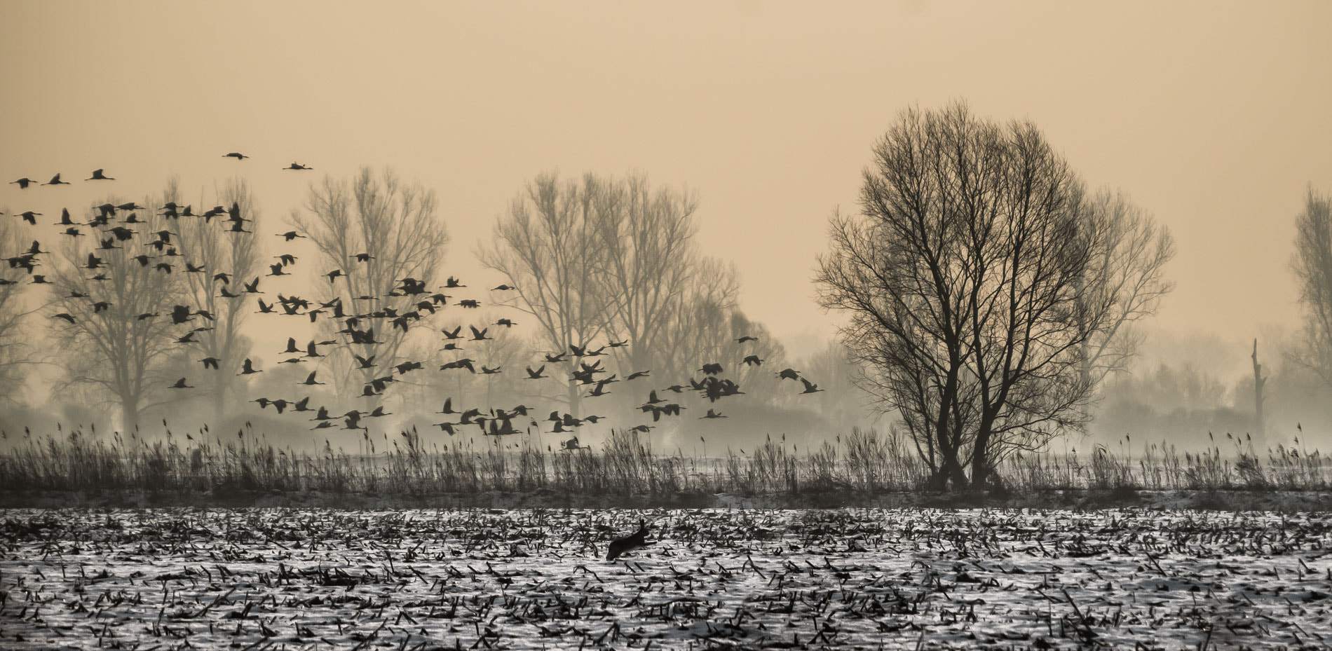 Pentax K-50 + Sigma sample photo. Cranes are flying photography
