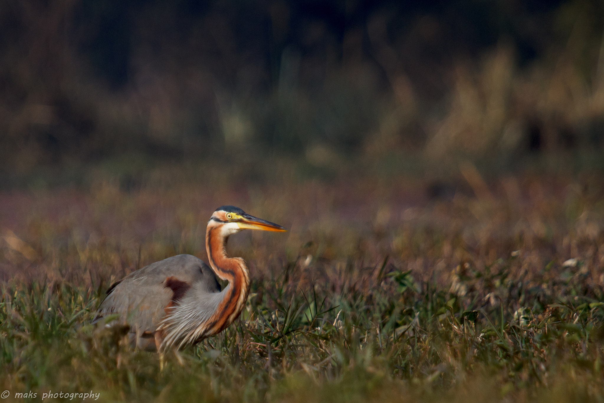 Canon EF 100-400mm F4.5-5.6L IS USM sample photo. Purple heron photography